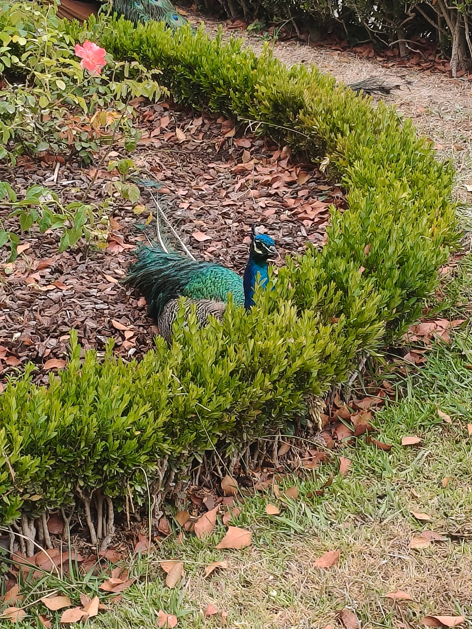 Details at Jardim do Roseiral Porto — travel photo