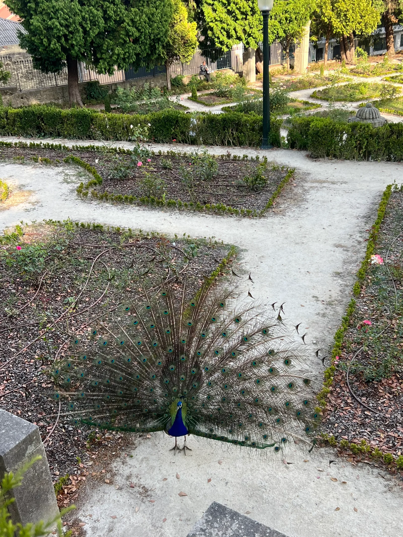 Atmosphere at Jardim do Roseiral Porto — travel photo