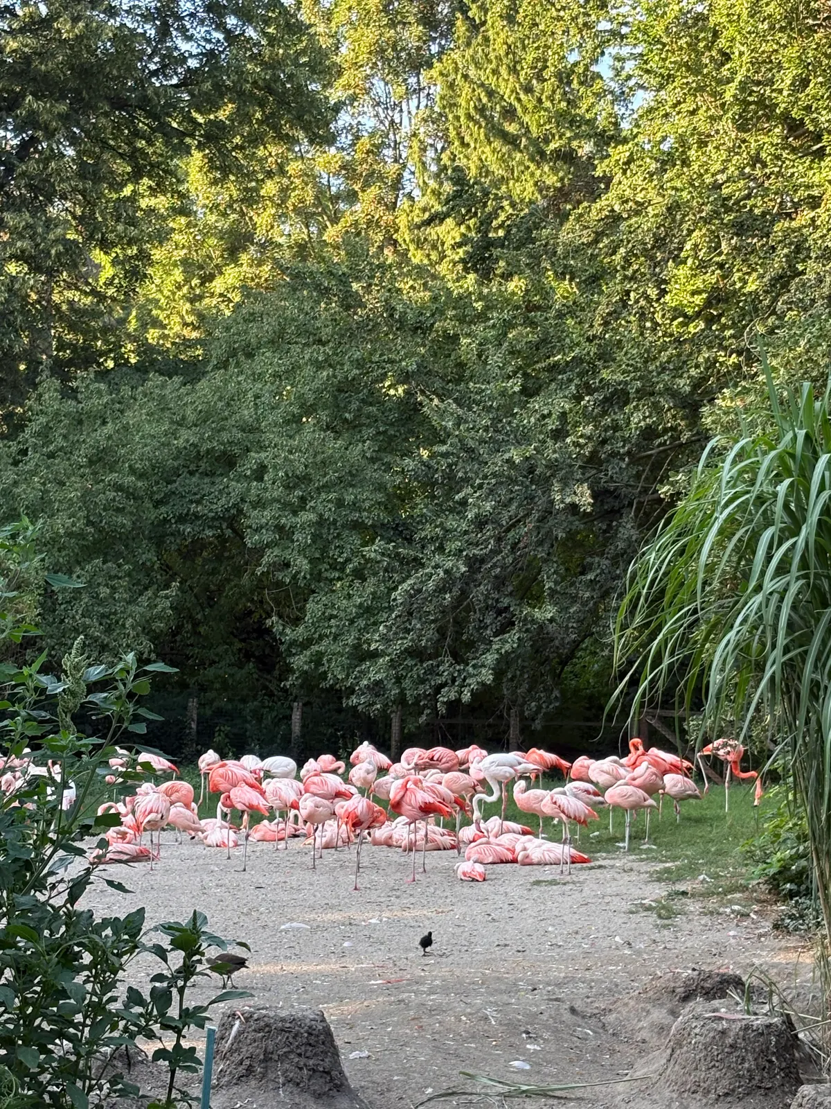 Main view at Prague Zoo Prague — travel photo
