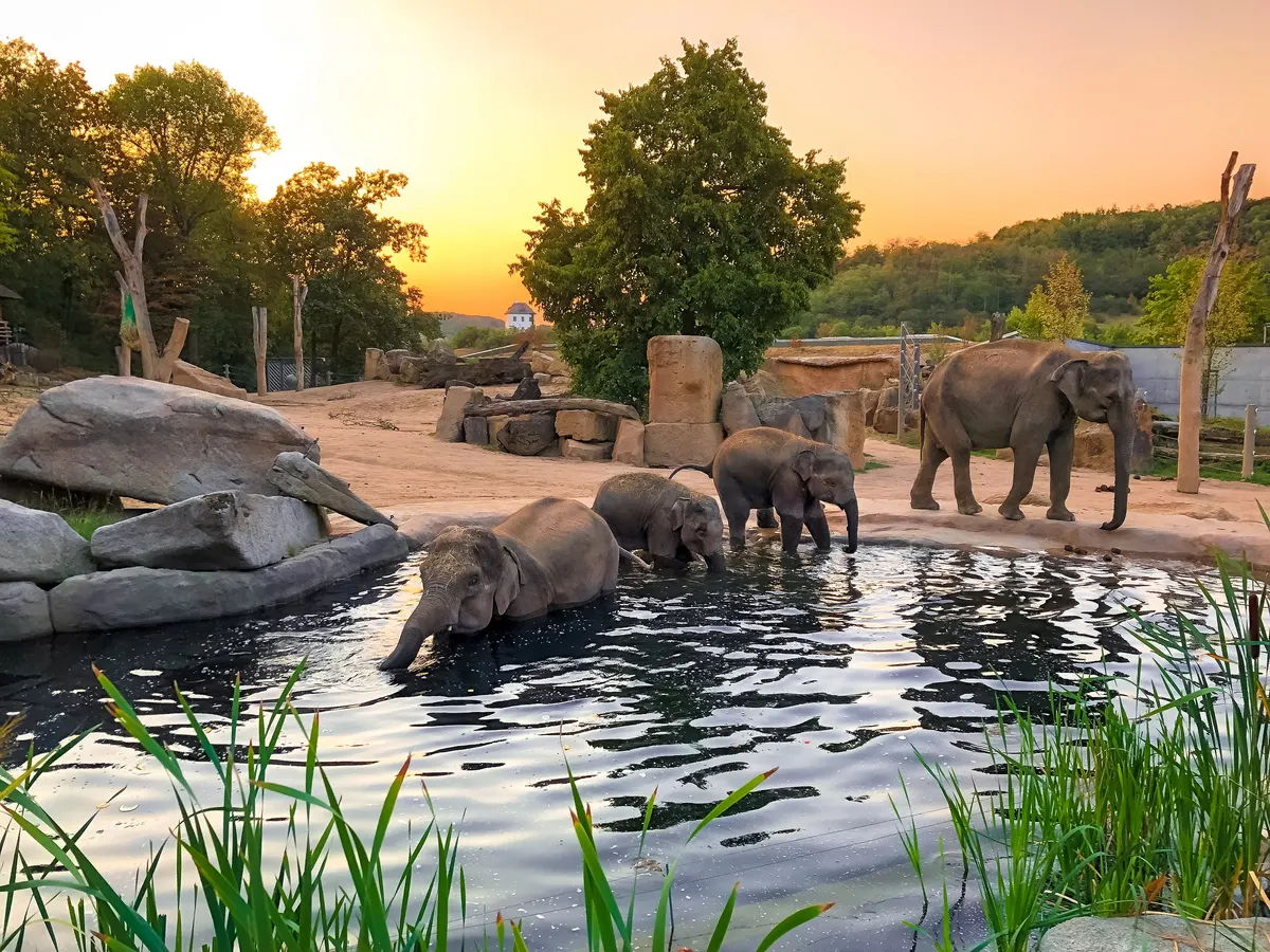 Atmosphere at Prague Zoo Prague — travel photo