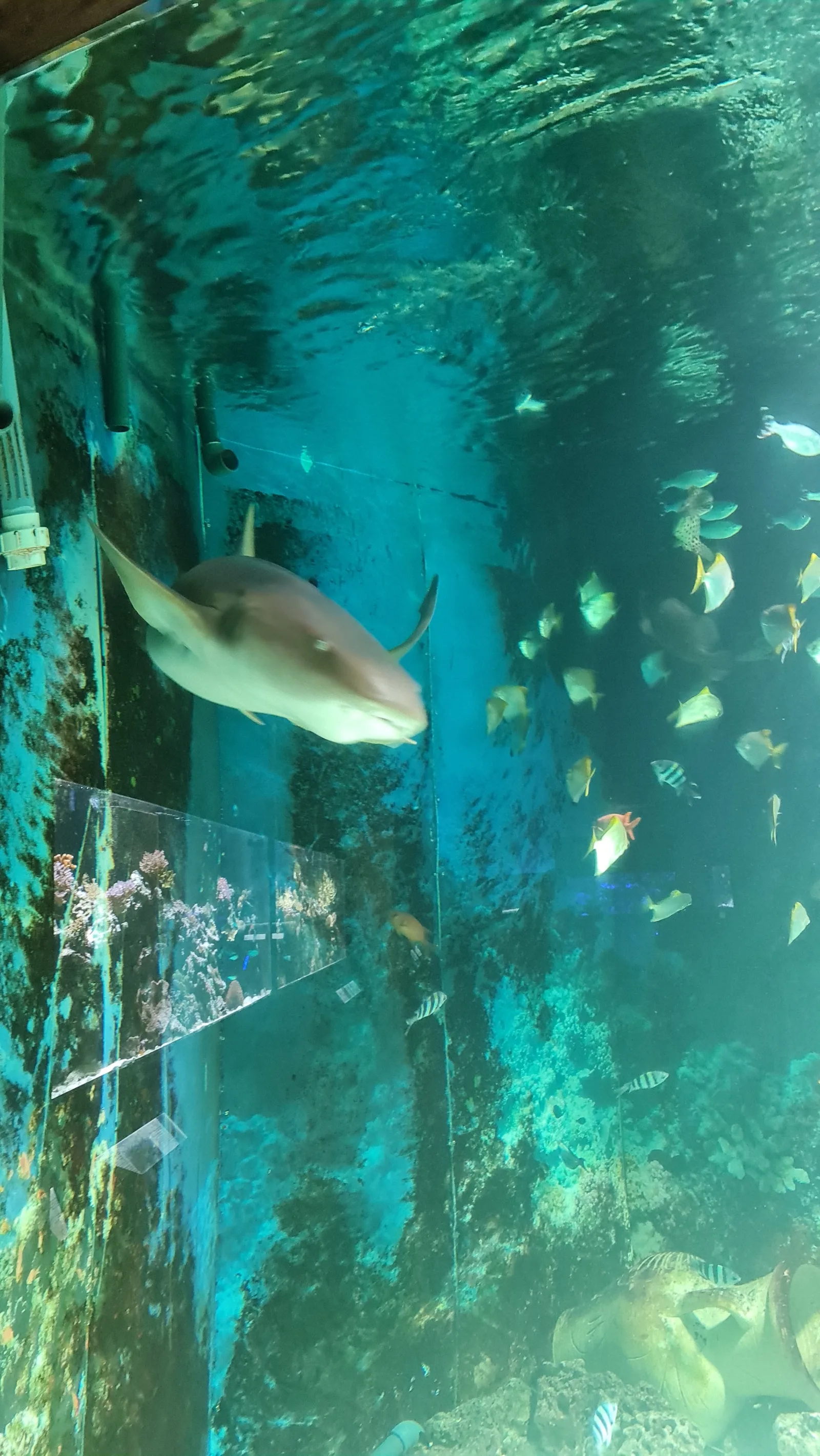 Details at Sea World Prague — travel photo