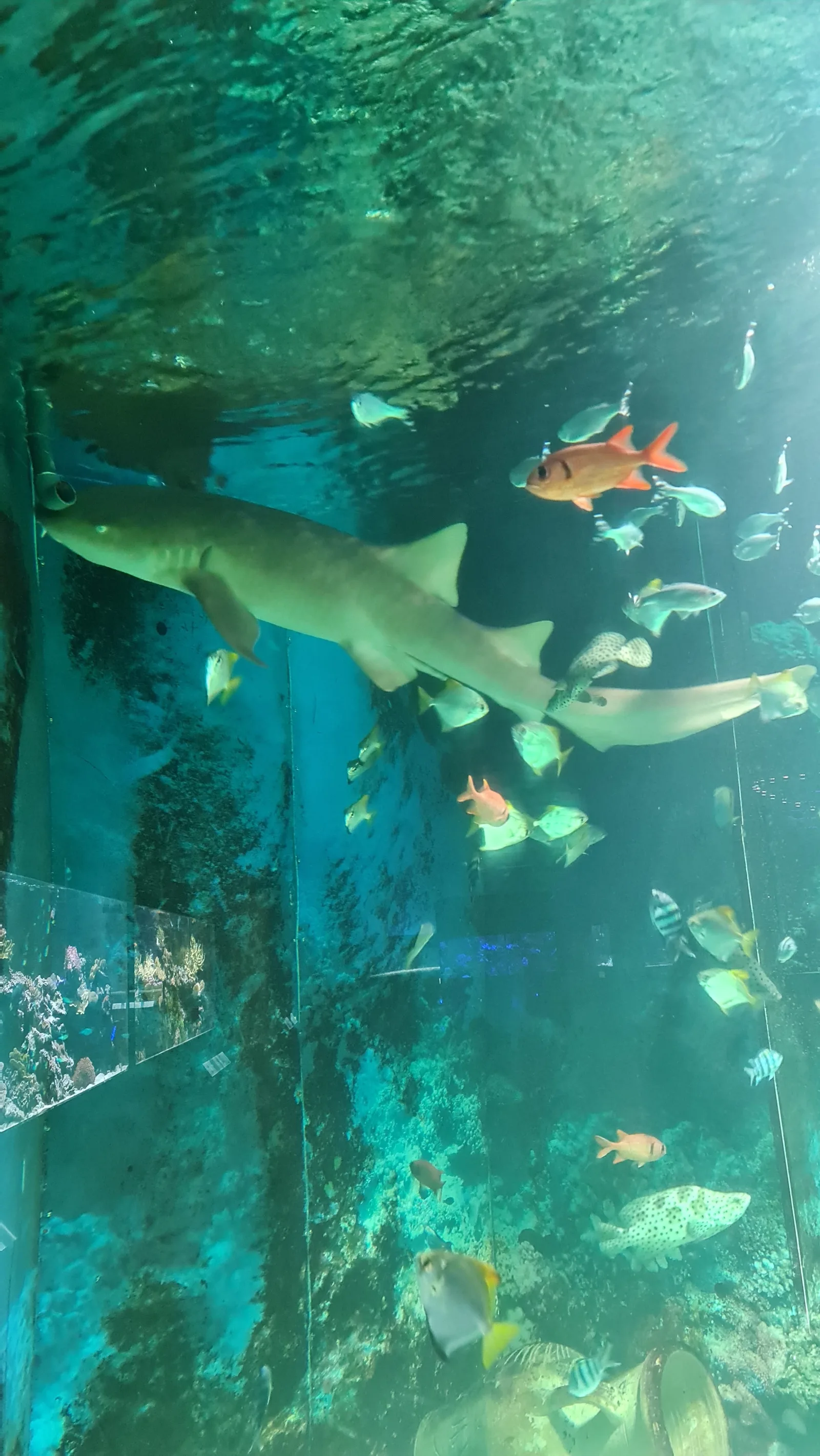 Atmosphere at Sea World Prague — travel photo
