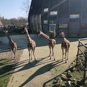 Kids activities at Rotterdam Zoo Rotterdam — family travel photo