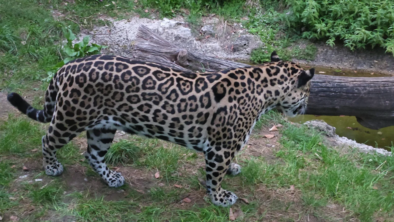 Main view at Salzburg Zoo Hellbrunn Salzburg — travel photo