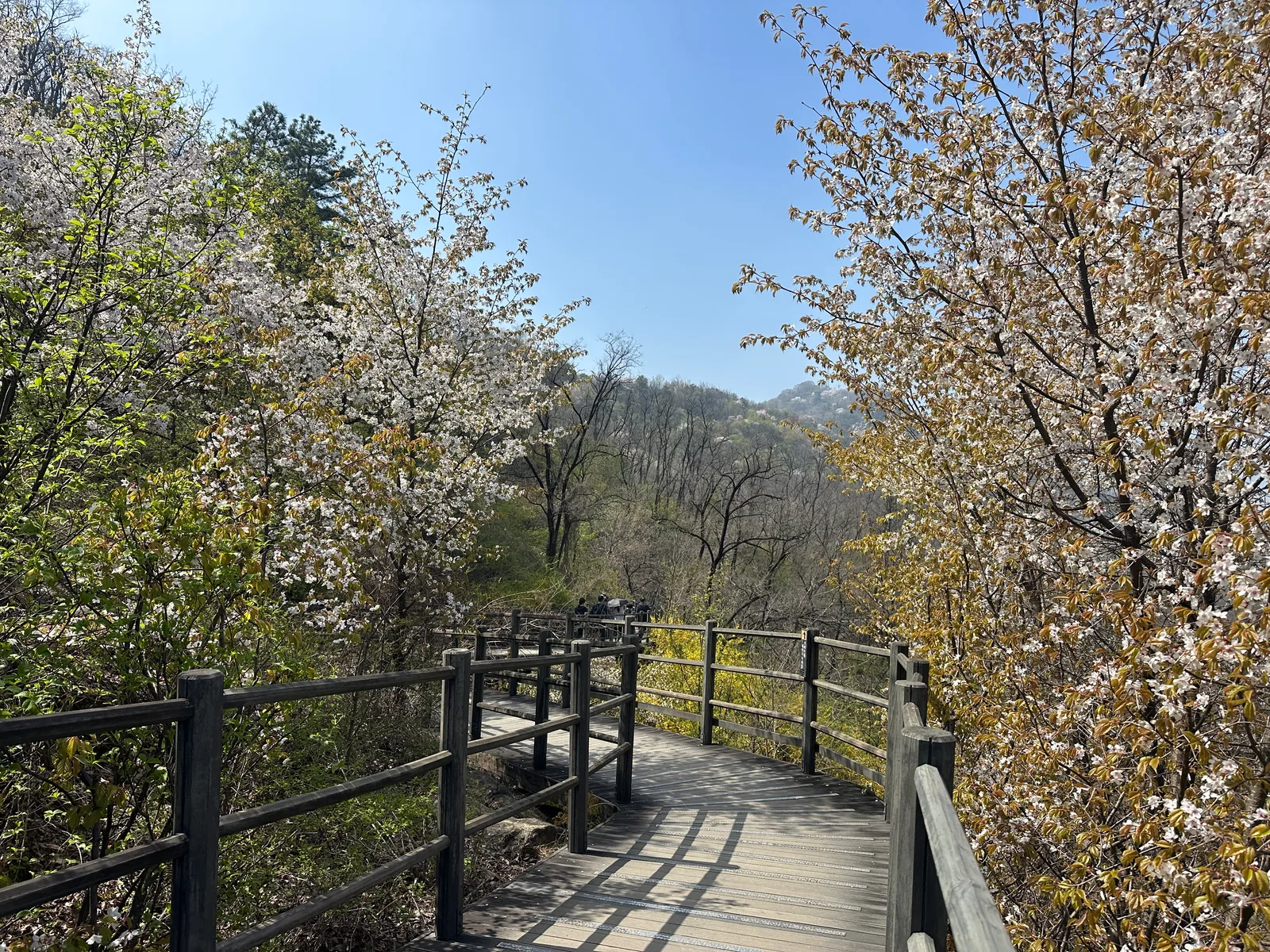 Details at Ansan Mountain Seoul — travel photo