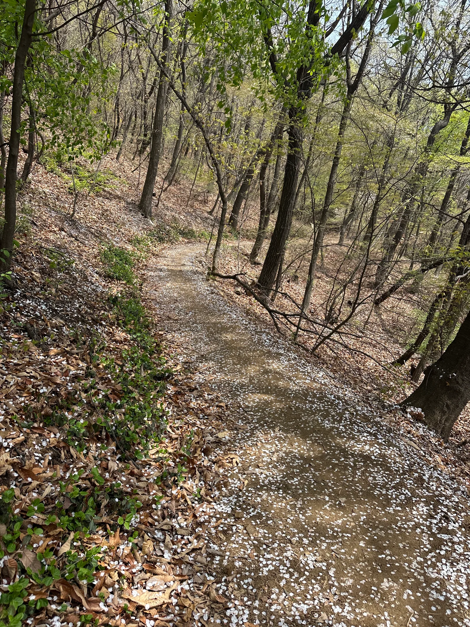 Atmosphere at Ansan Mountain Seoul — travel photo