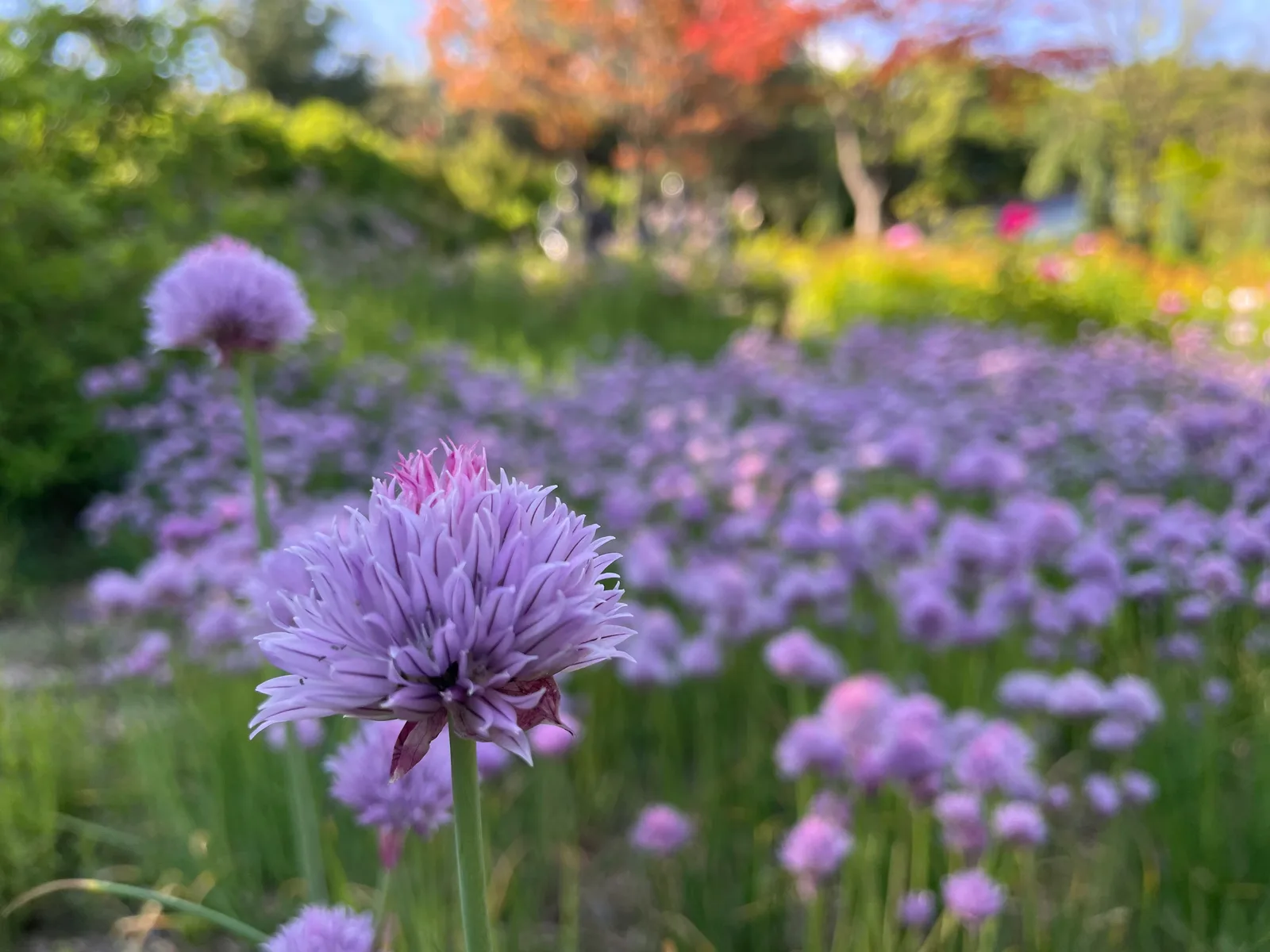 Details at Atcha mountain park Seoul — travel photo