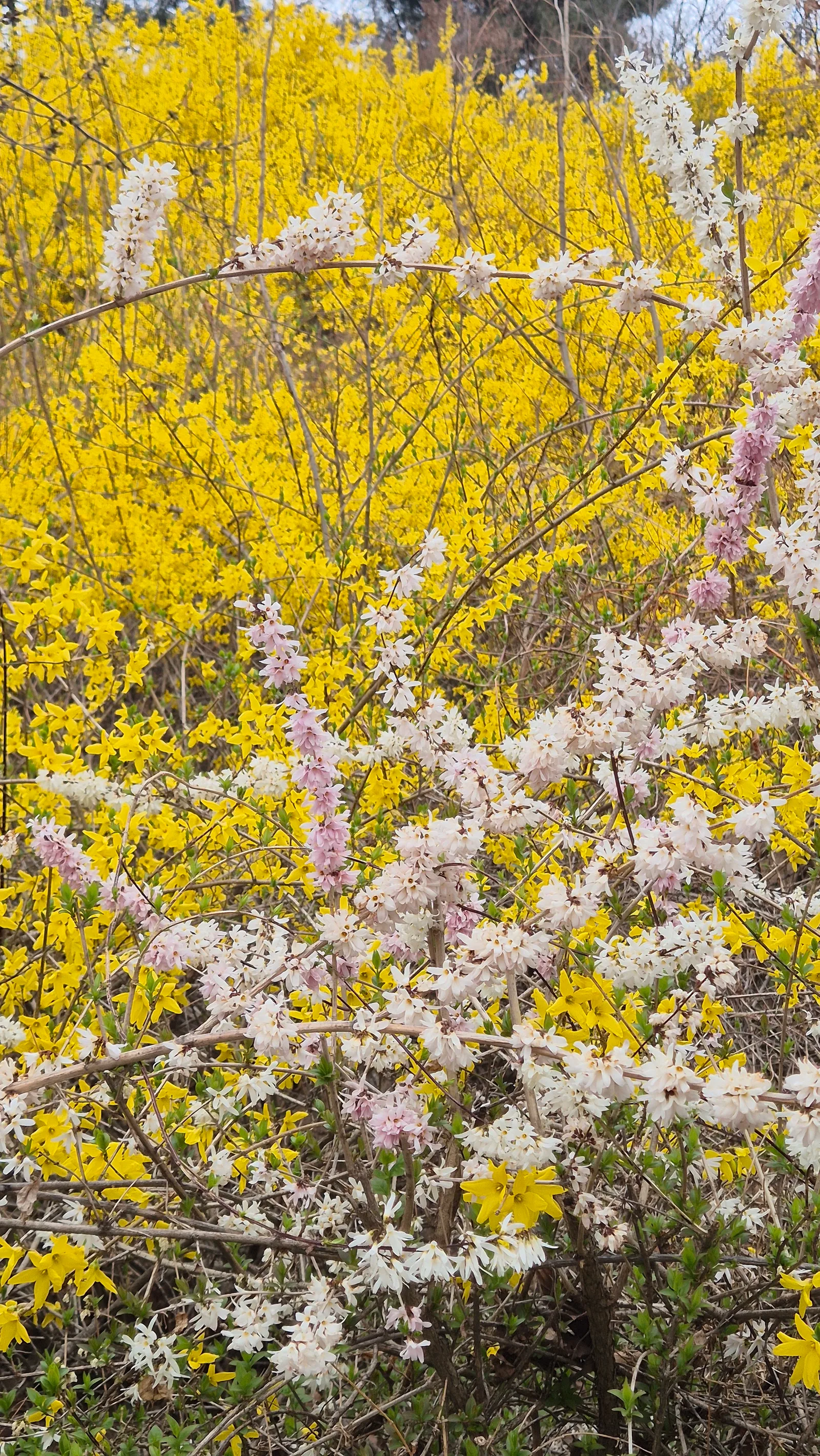 Details at Dream Forest Seoul — travel photo