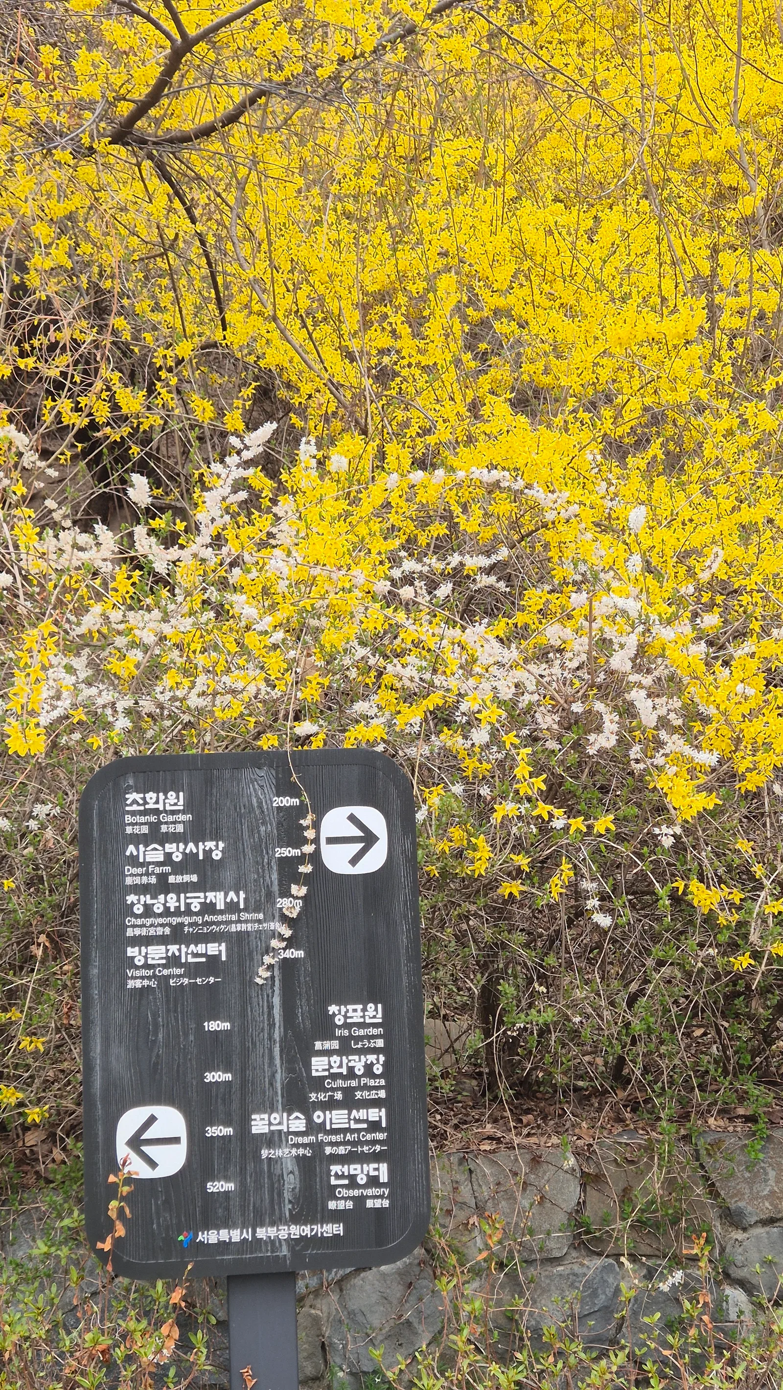 Atmosphere at Dream Forest Seoul — travel photo