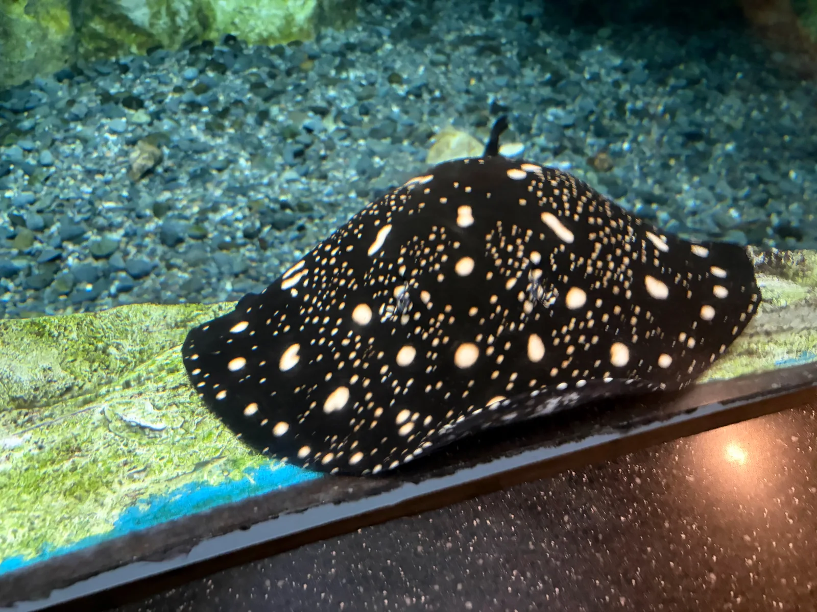 LOTTE WORLD AQUARIUM — family guide Seoul