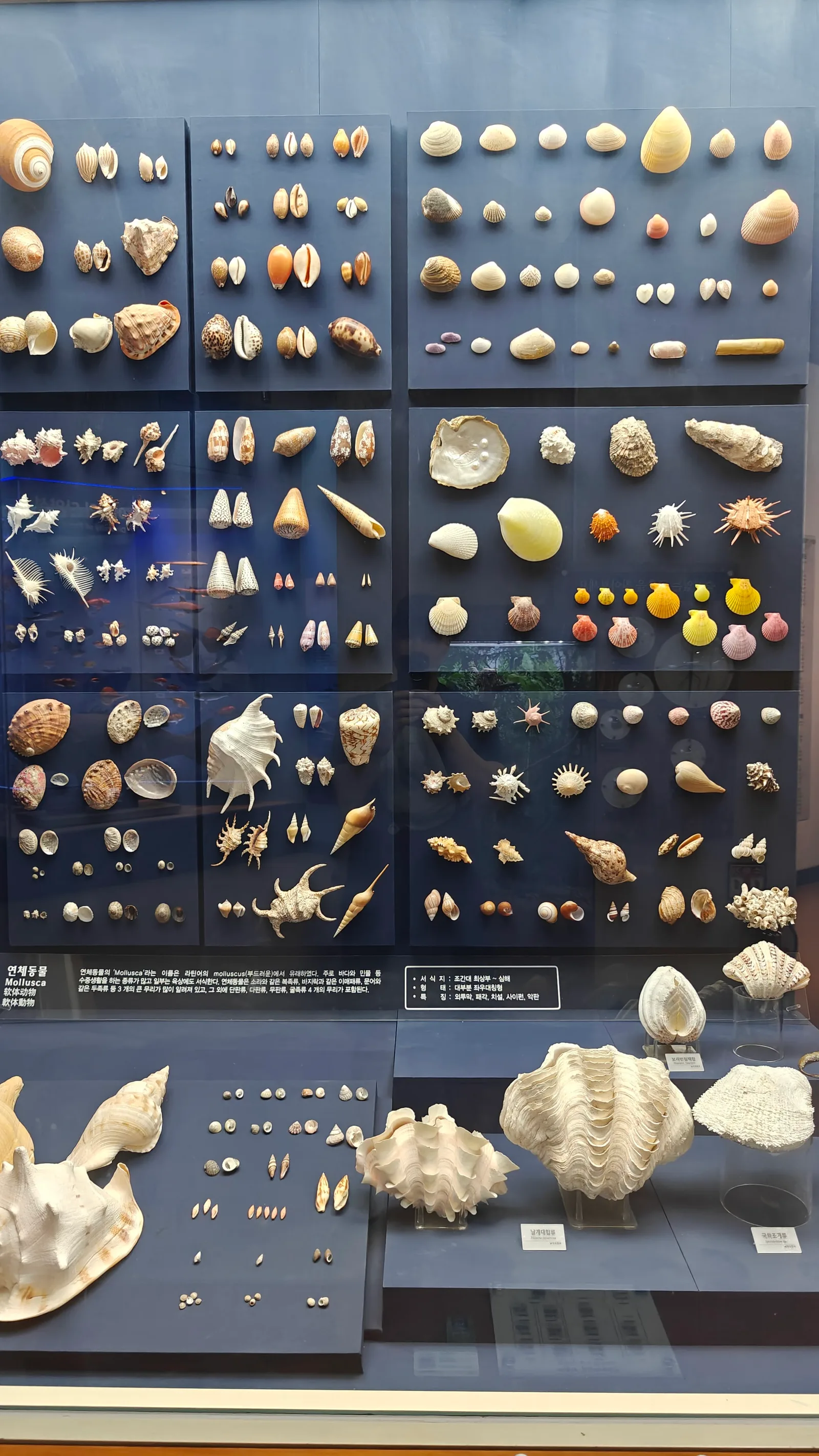 Main view at Seodaemun Museum of Natural History Seoul — travel photo