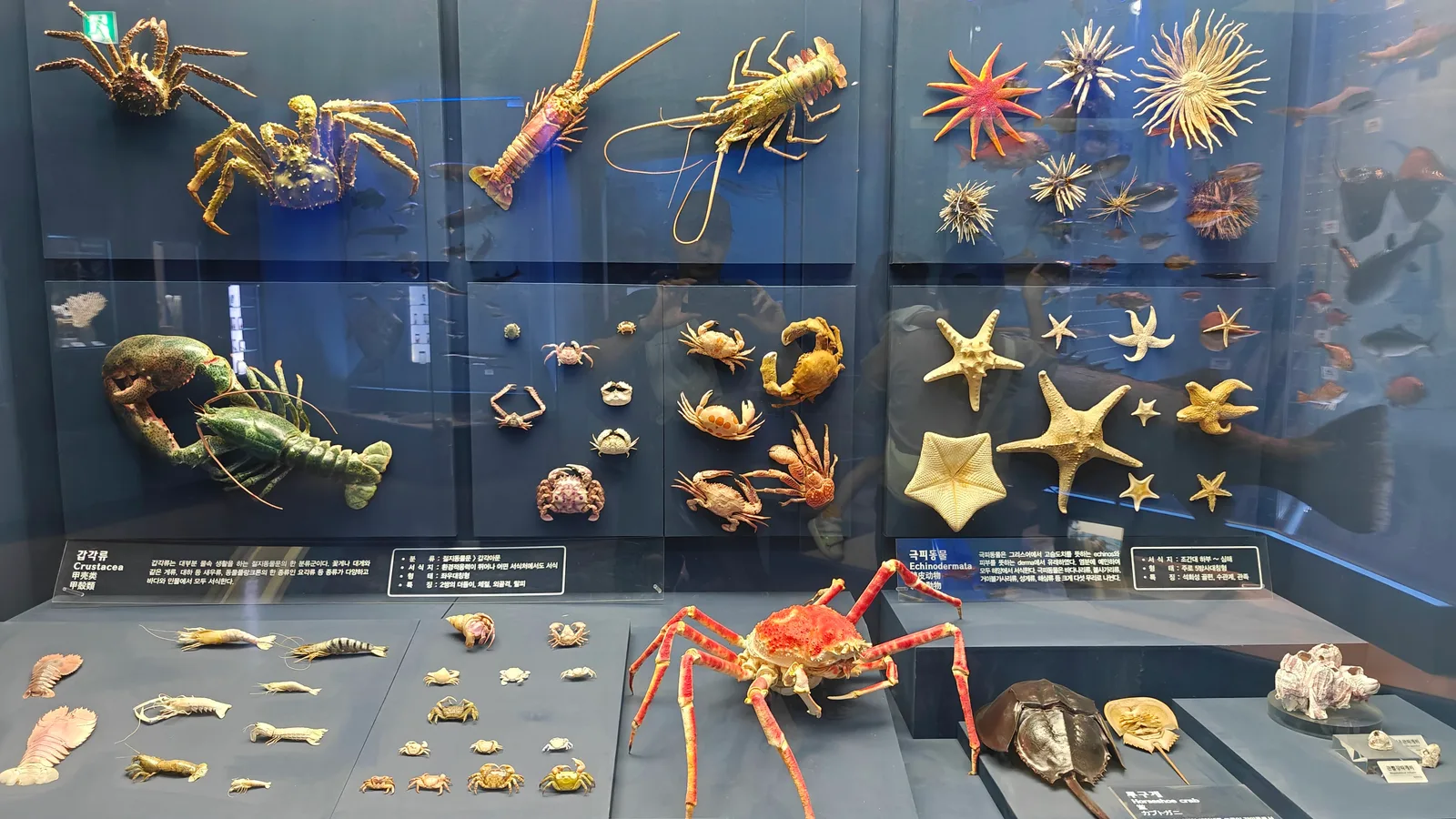 Interior at Seodaemun Museum of Natural History Seoul — travel photo