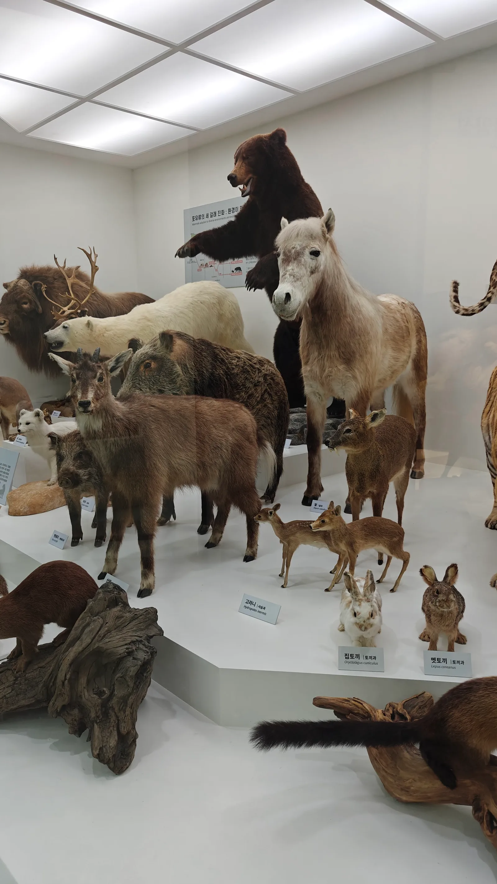 Details at Seodaemun Museum of Natural History Seoul — travel photo