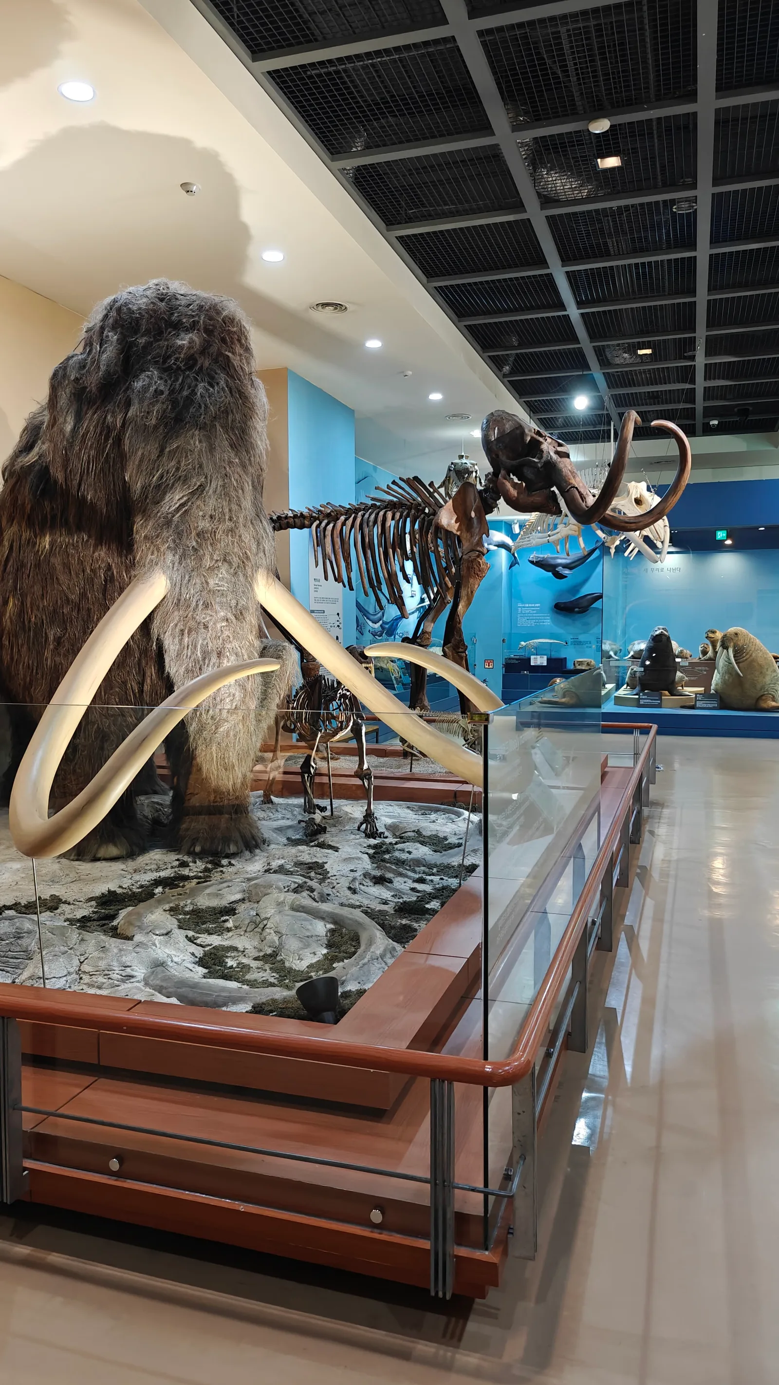 Atmosphere at Seodaemun Museum of Natural History Seoul — travel photo