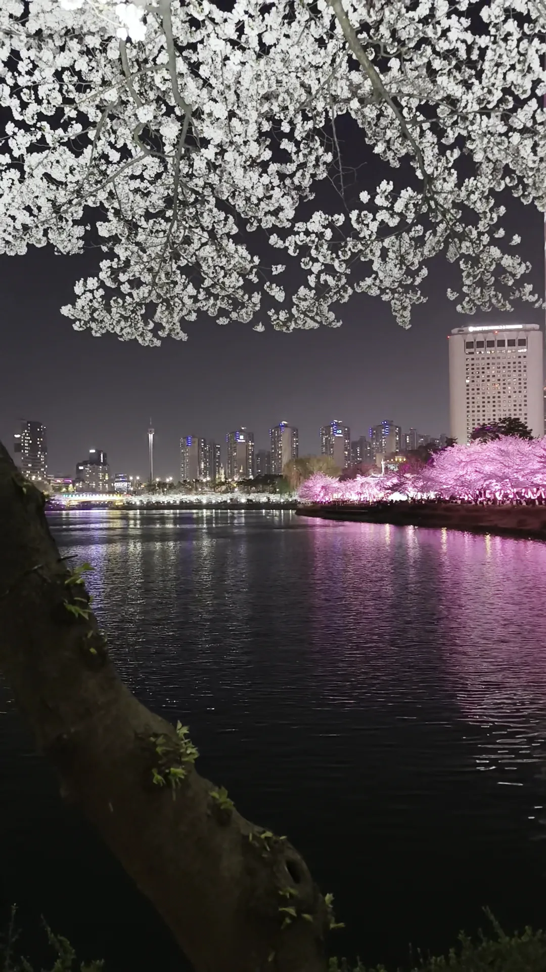 Details at Seokchon Lake Seoul — travel photo