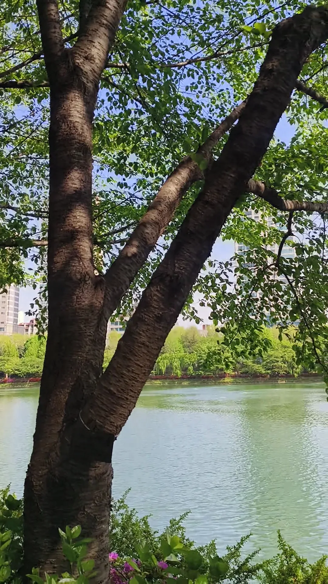 Atmosphere at Seokchon Lake Park Seoul — travel photo