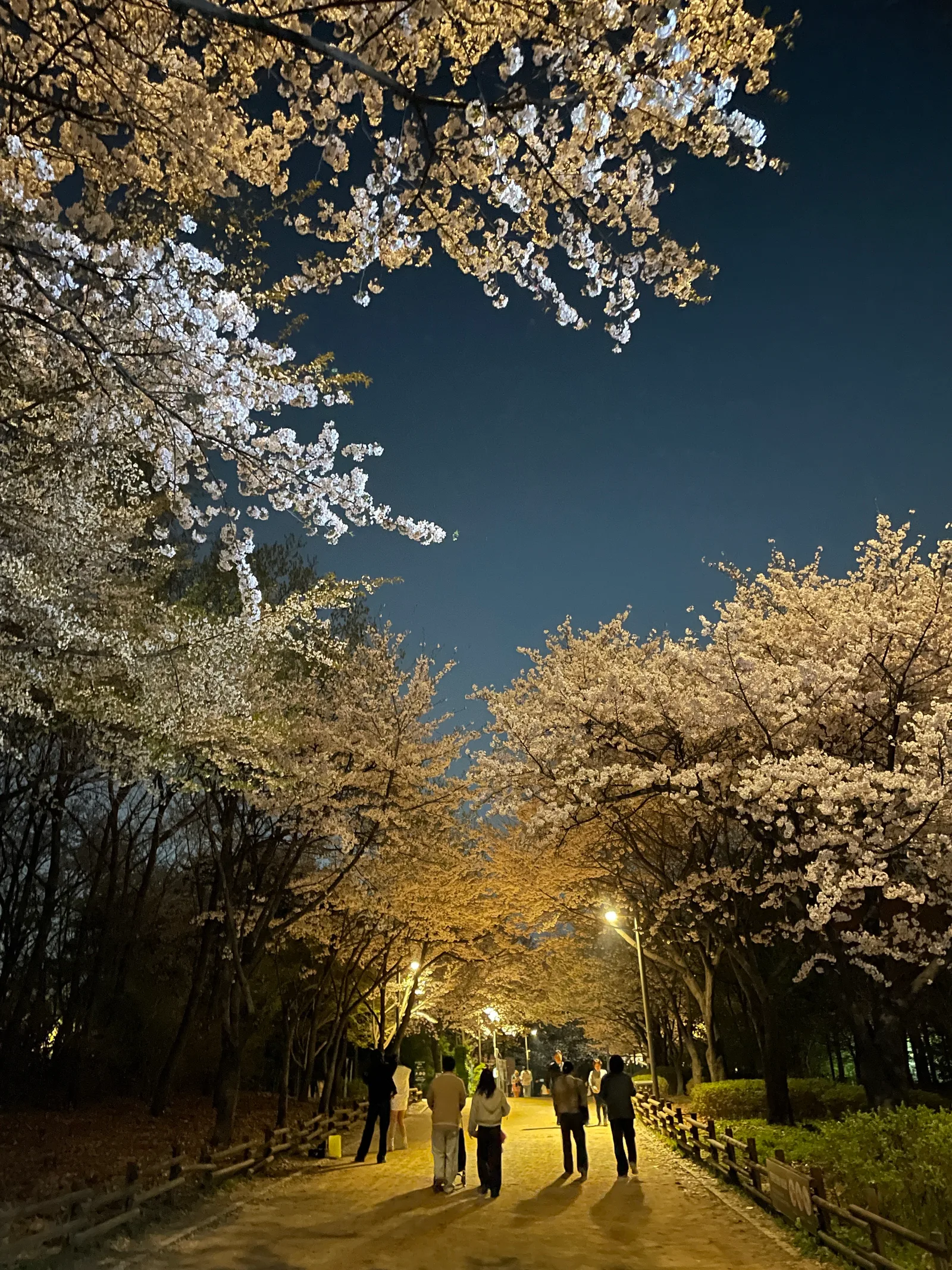 Main view at Seoul Forest - Deer Corral Seoul — travel photo