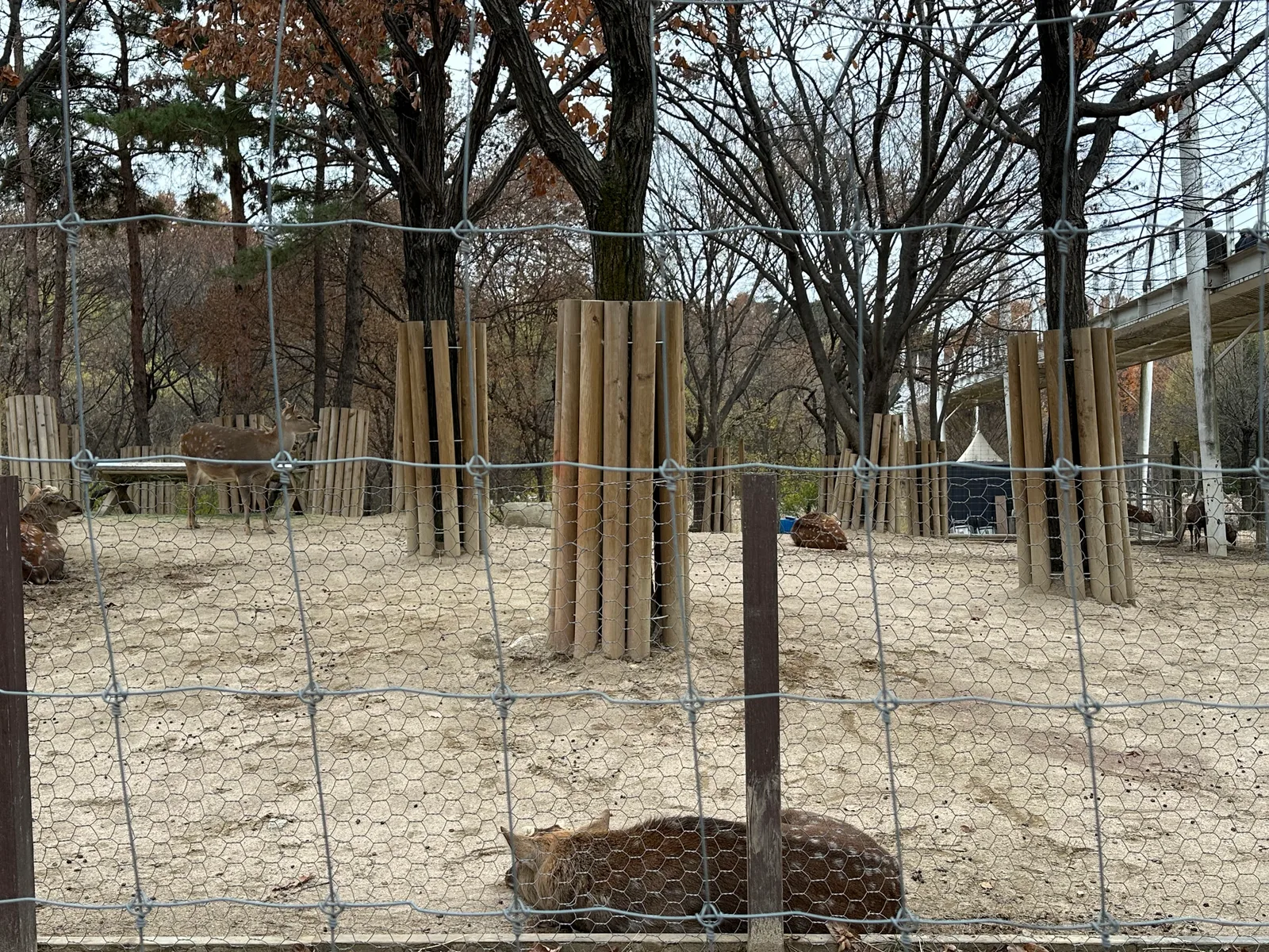Atmosphere at Seoul Forest - Deer Corral Seoul — travel photo