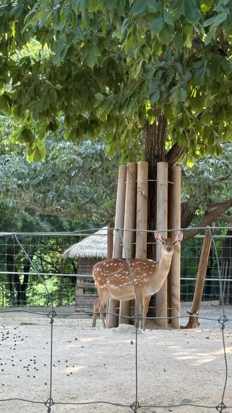 Seoul Forest - Deer Corral