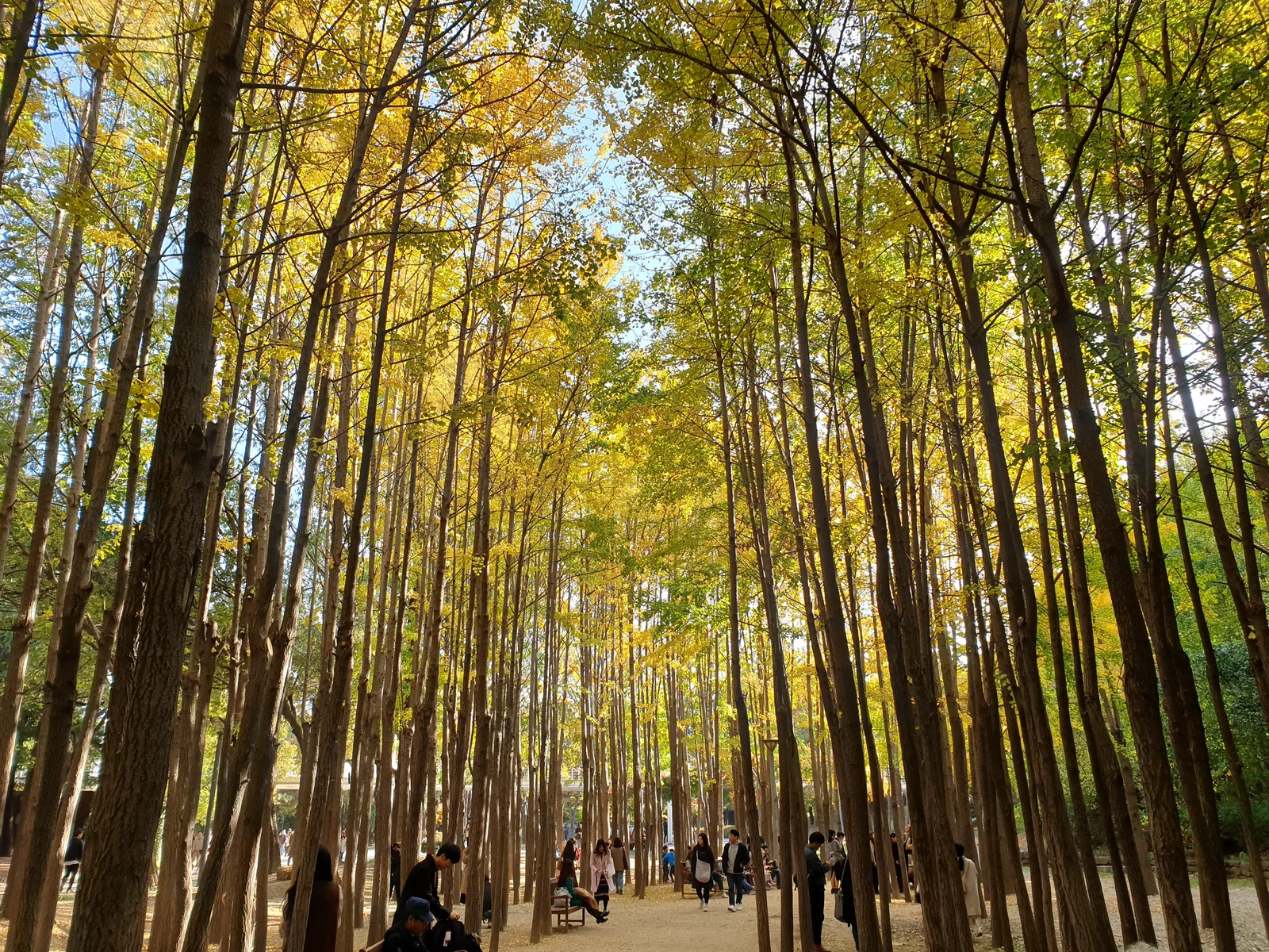 Main view at Seoul Forest Park Seoul — travel photo
