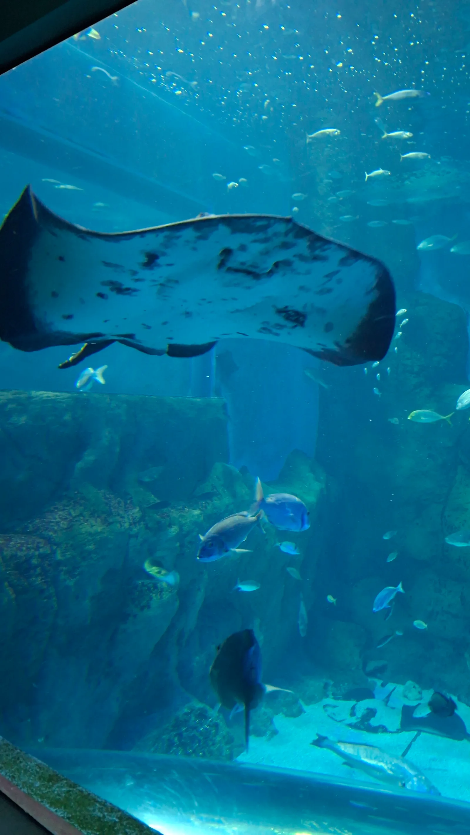Interior at Sevilla Aquarium Seville — travel photo
