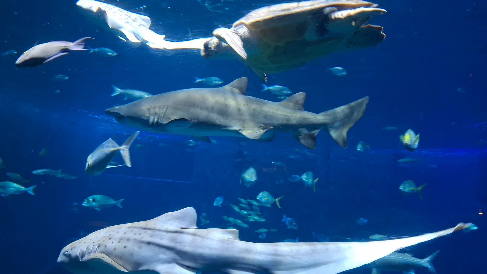Details at Sevilla Aquarium Seville — travel photo