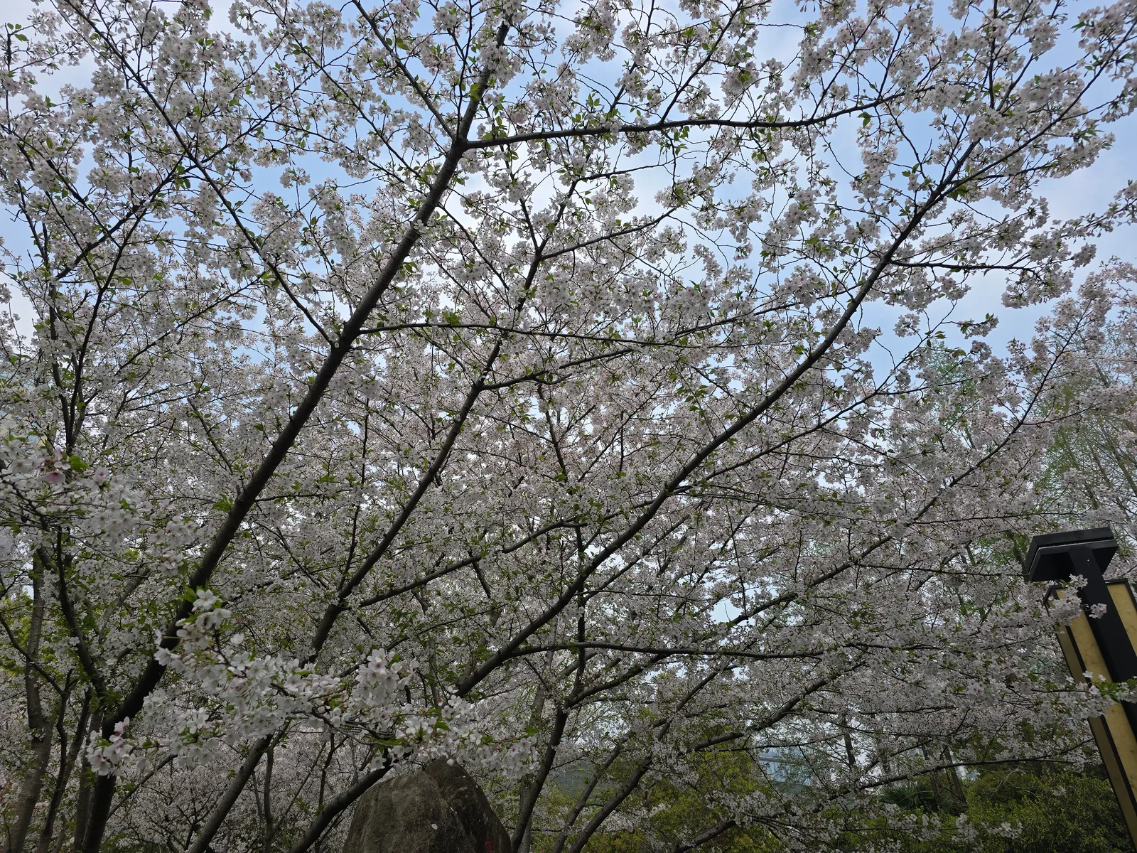 Atmosphere at Changfeng Park Shanghai — travel photo