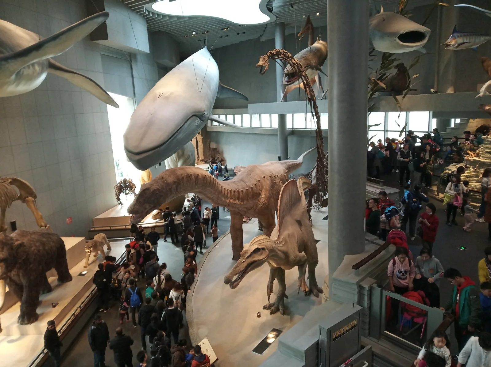 Interior at Shanghai Natural History Museum. Shanghai — travel photo