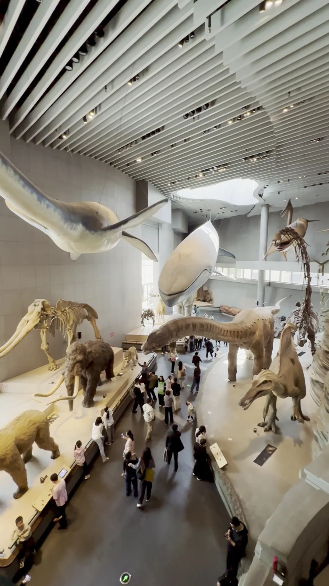 Shanghai Natural History Museum.