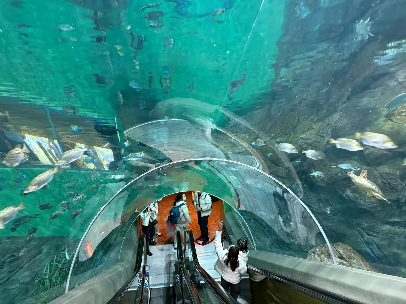 Main view at Shanghai Ocean Aquarium Shanghai — travel photo