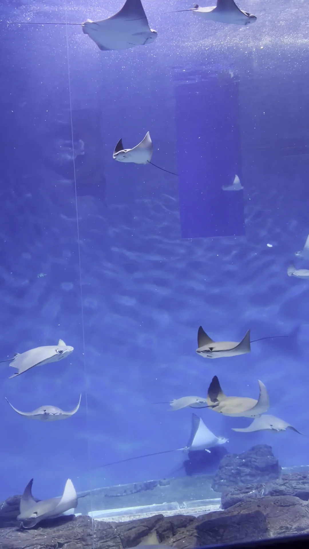Details at Shanghai Ocean Aquarium Shanghai — travel photo