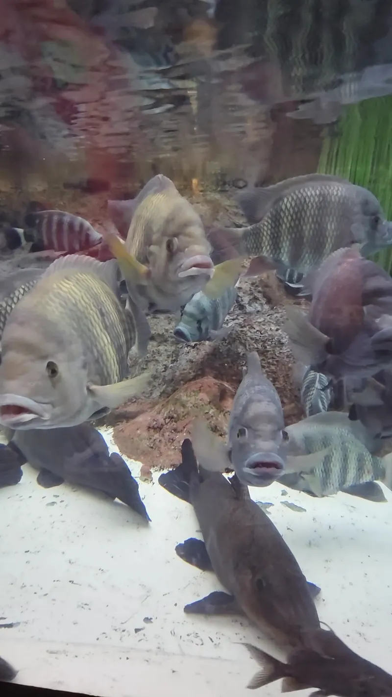 Shanghai Ocean Aquarium in Shanghai
