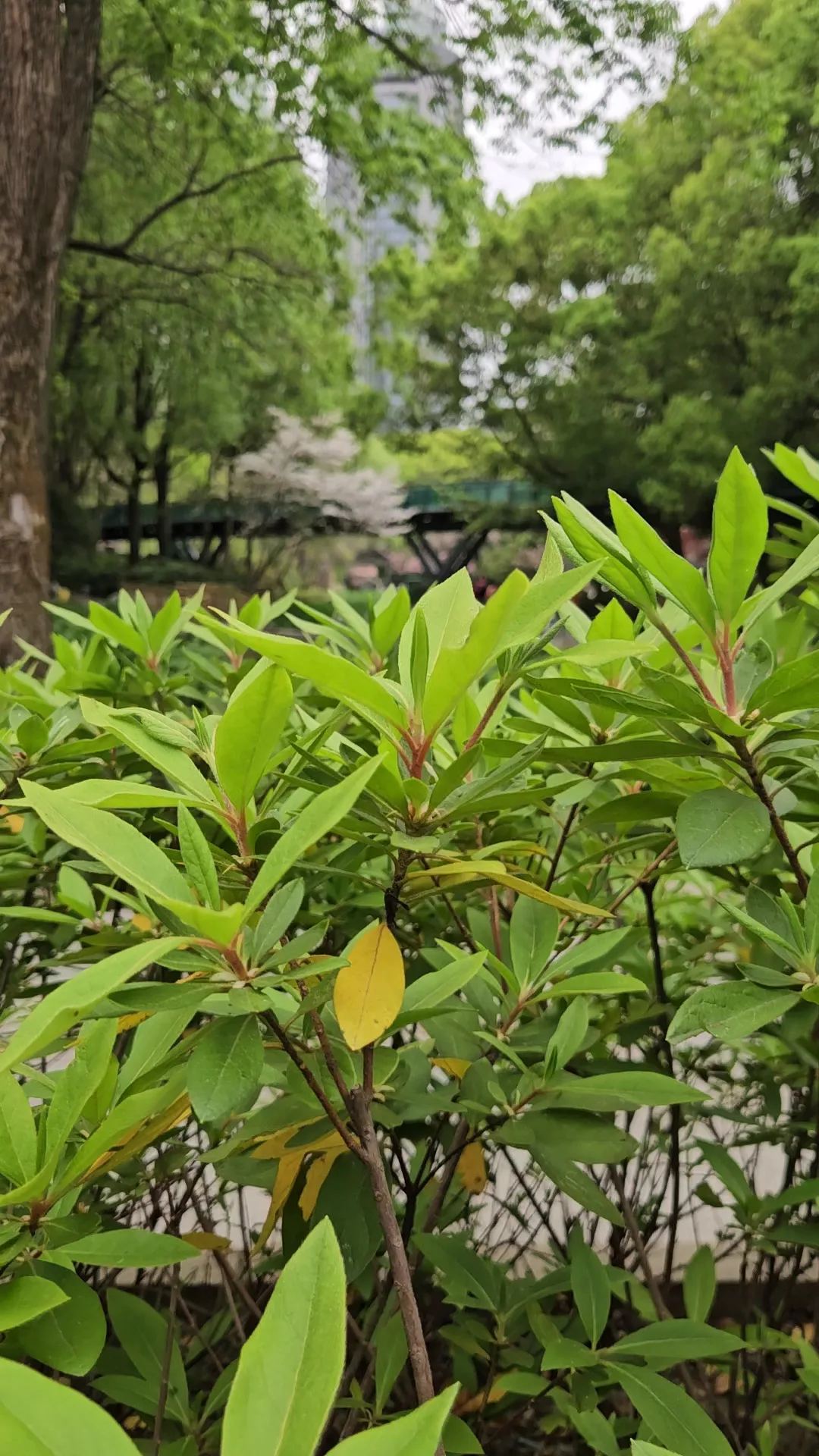 Details at Xujiahui Park Shanghai — travel photo