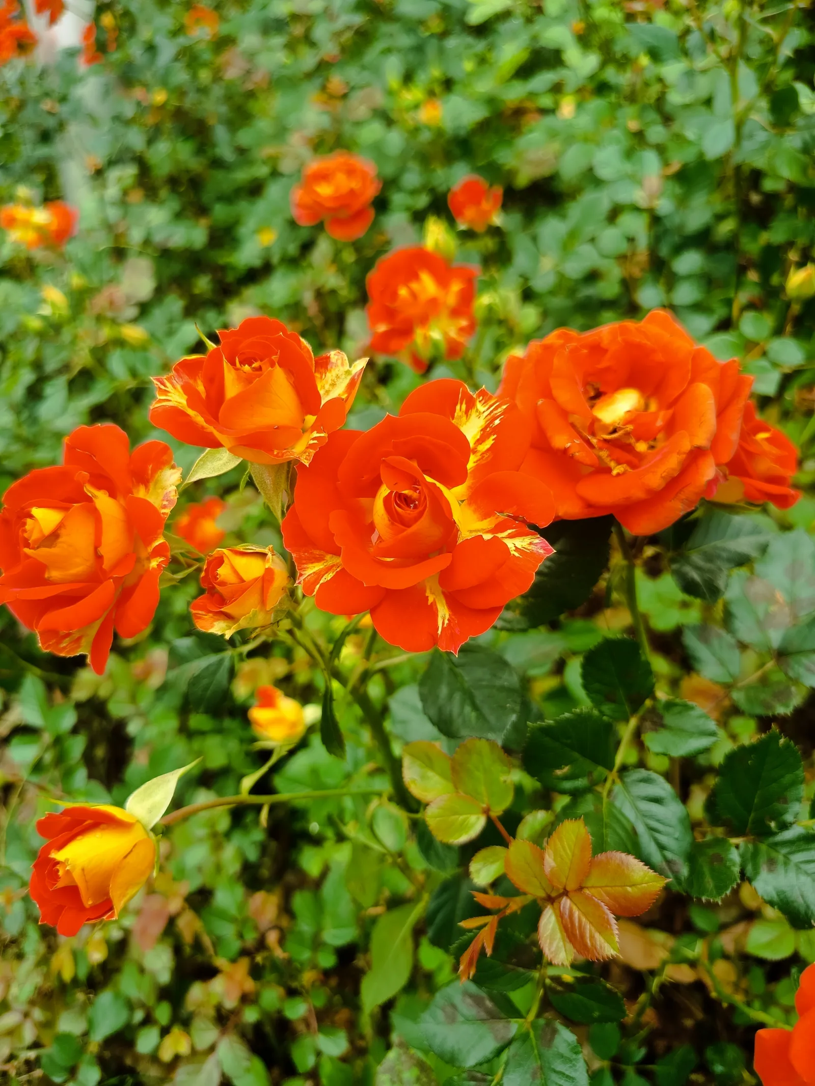 Details at Qianhai Flower Park Shenzhen — travel photo