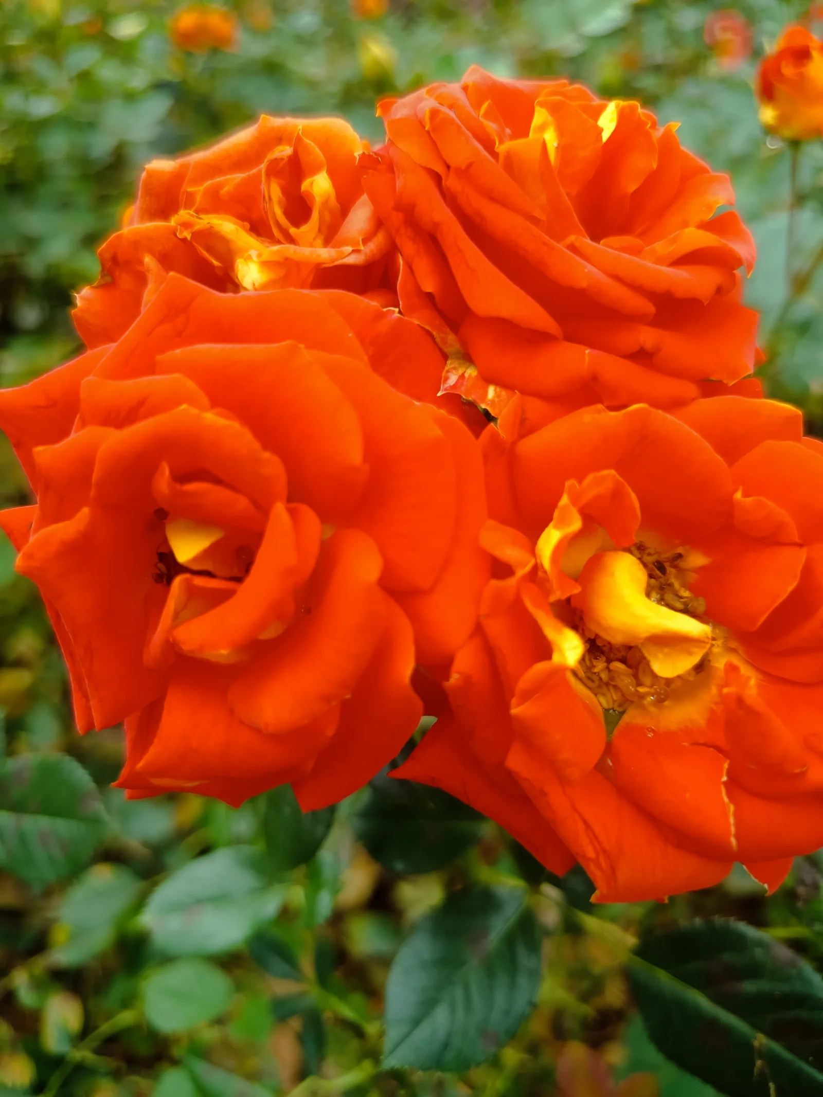 Atmosphere at Qianhai Flower Park Shenzhen — travel photo