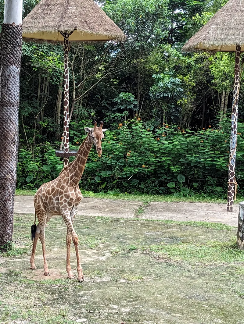 Safari Park Shenzhen Zoology Science Museum