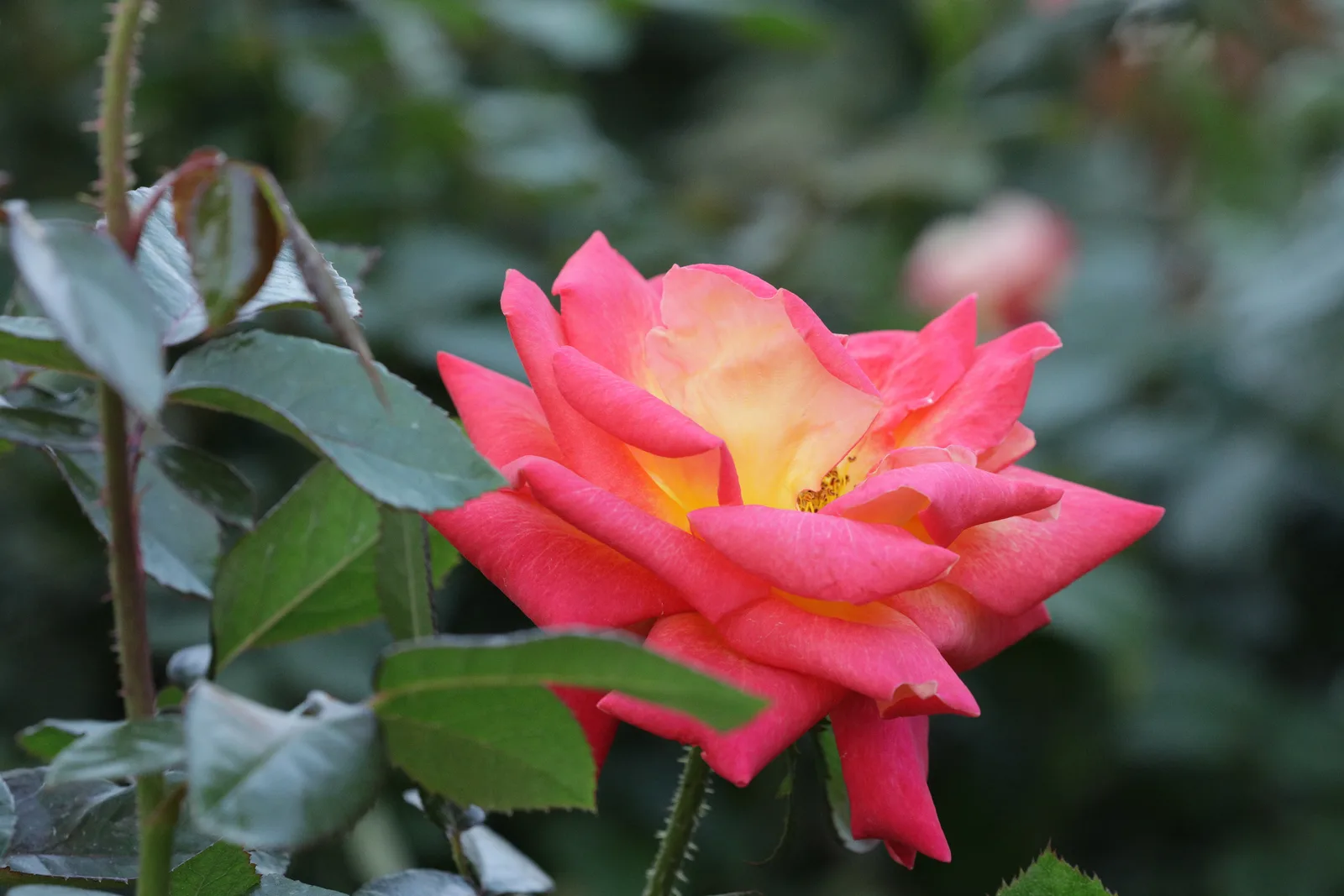 Shenzhen People's Park (North Gate) — family guide Shenzhen