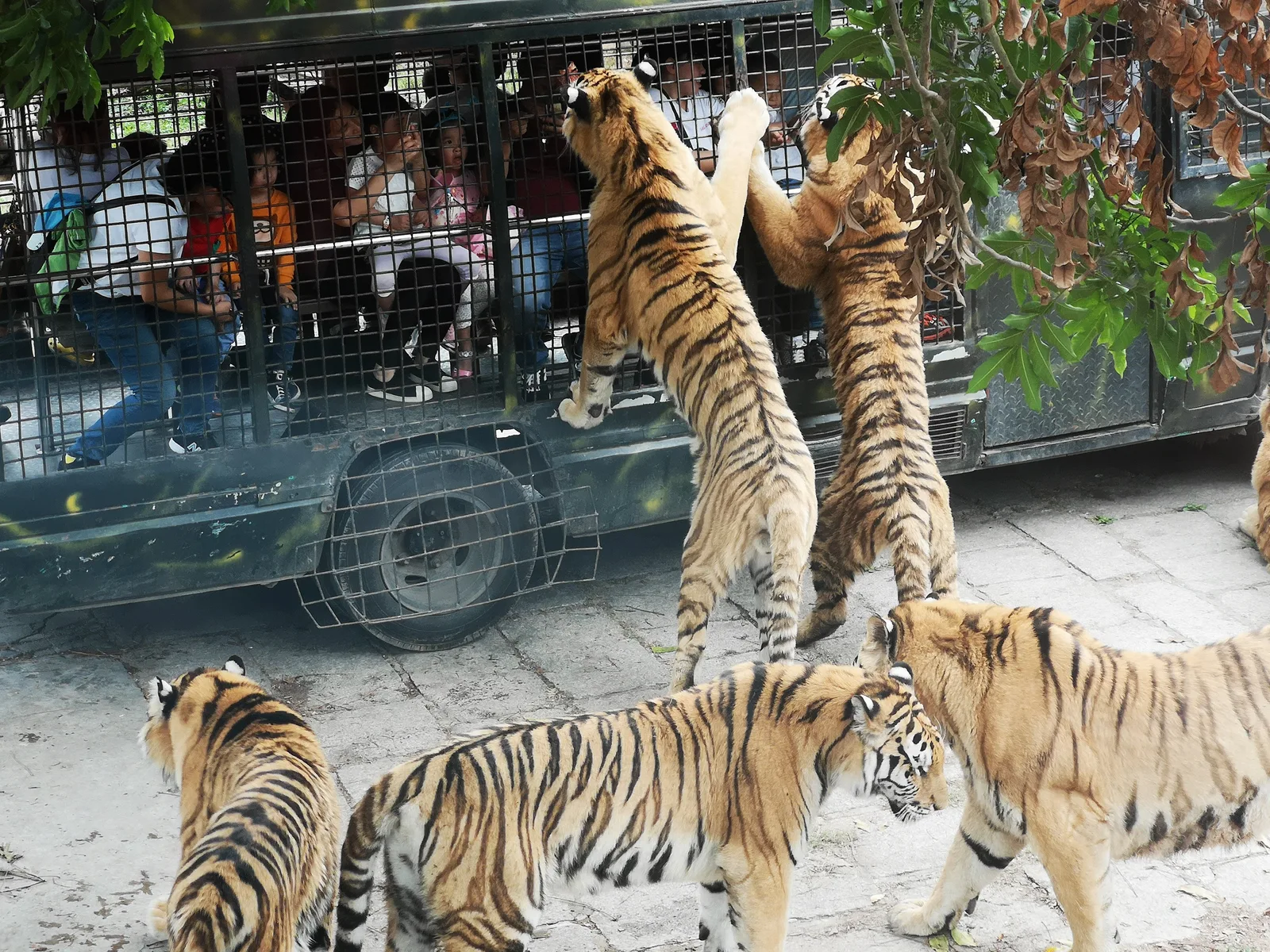 Main view at Shenzhen Safari Park Shenzhen — travel photo