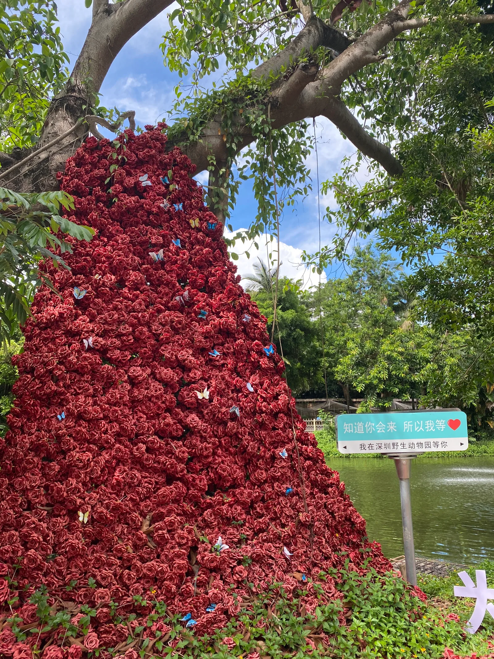 Details at Shenzhen Safari Park Shenzhen — travel photo