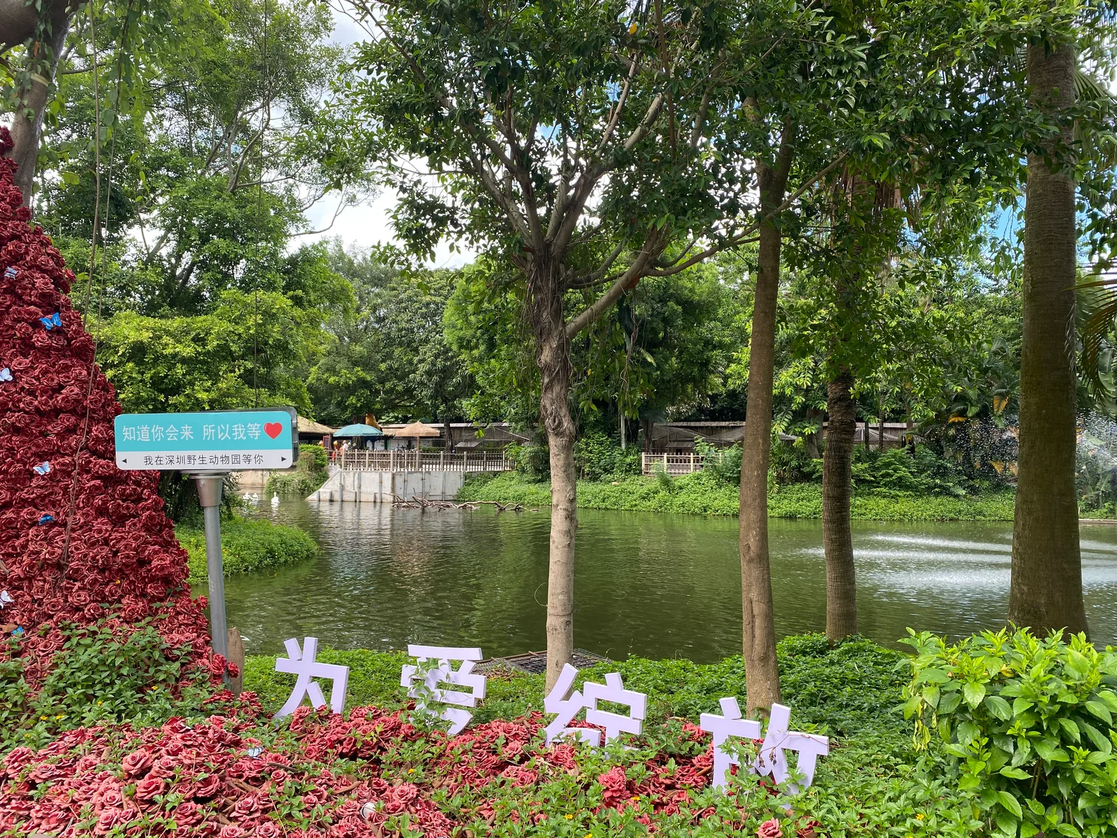 Atmosphere at Shenzhen Safari Park Shenzhen — travel photo