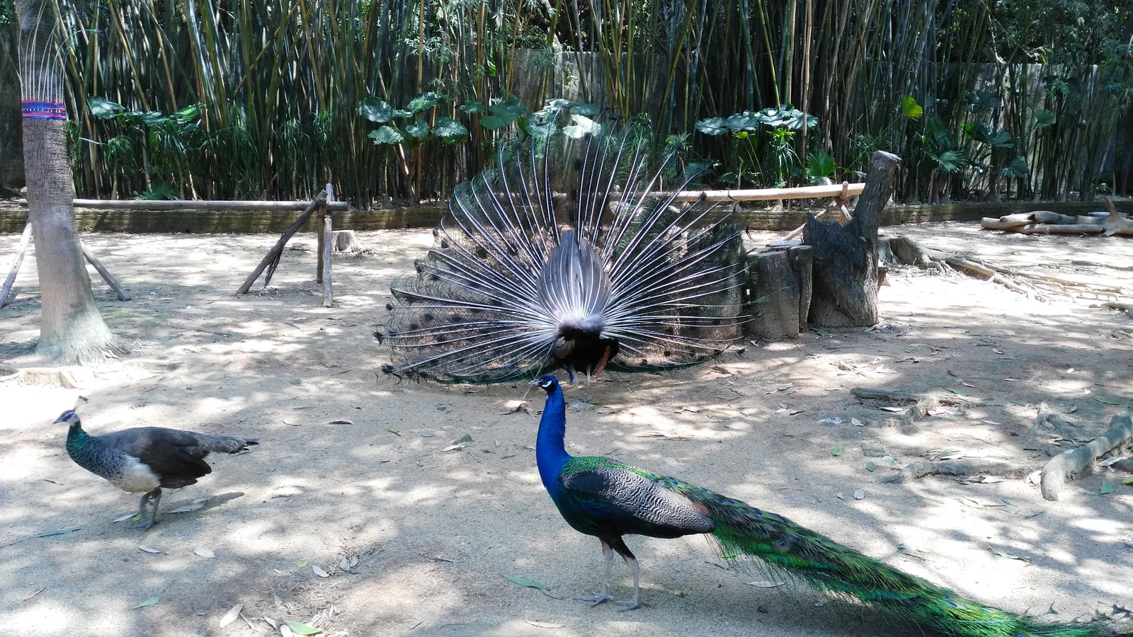 Main view at Shenzhen Wild Animal Zoo （West Gate） Shenzhen — travel photo