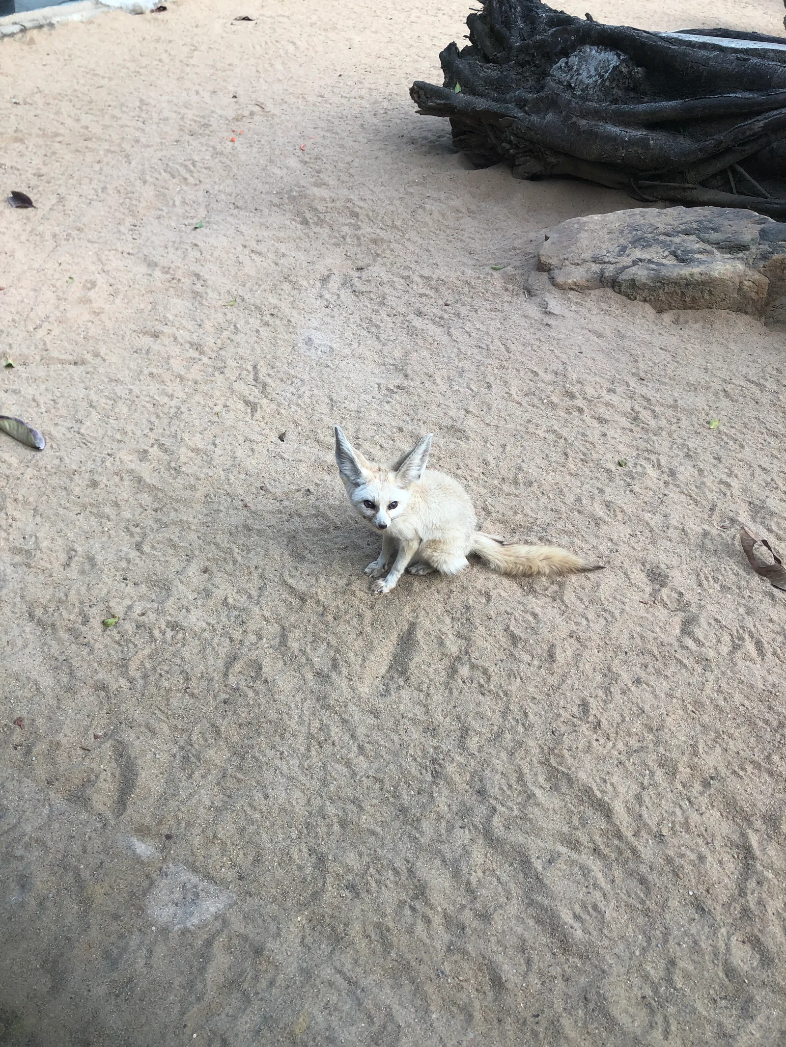 Interior at Shenzhen Wild Animal Zoo （West Gate） Shenzhen — travel photo