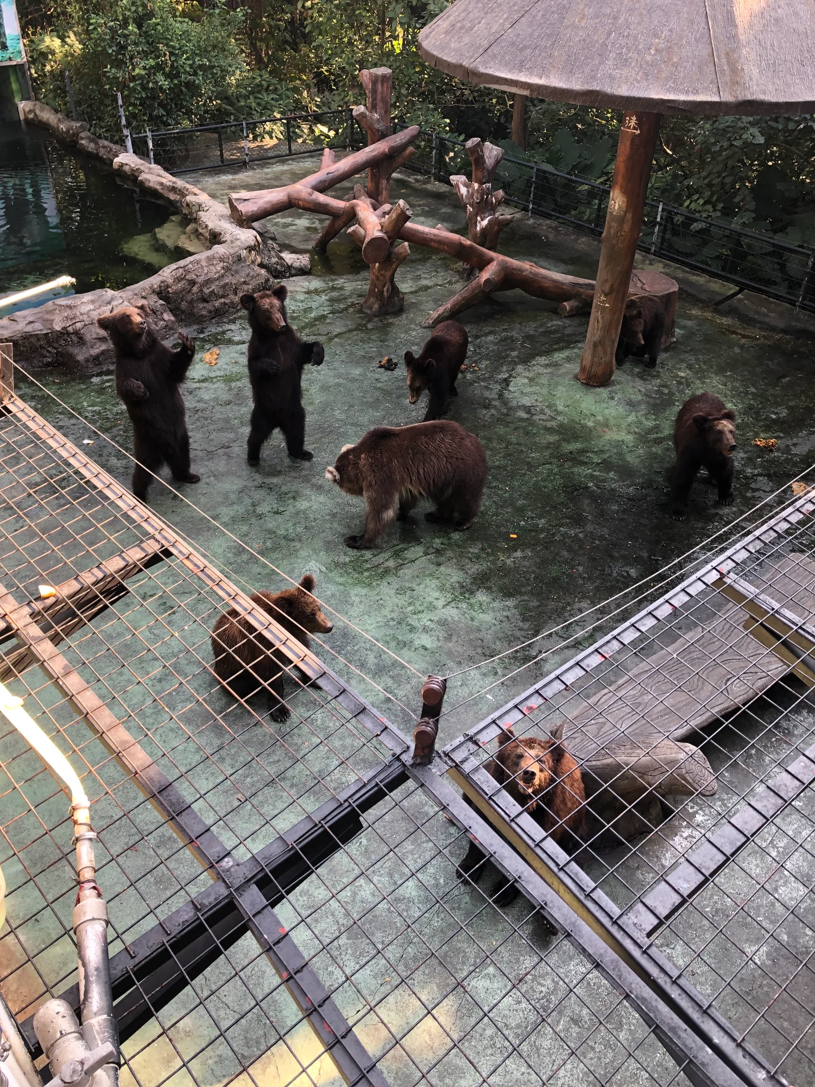 Atmosphere at Shenzhen Wild Animal Zoo （West Gate） Shenzhen — travel photo