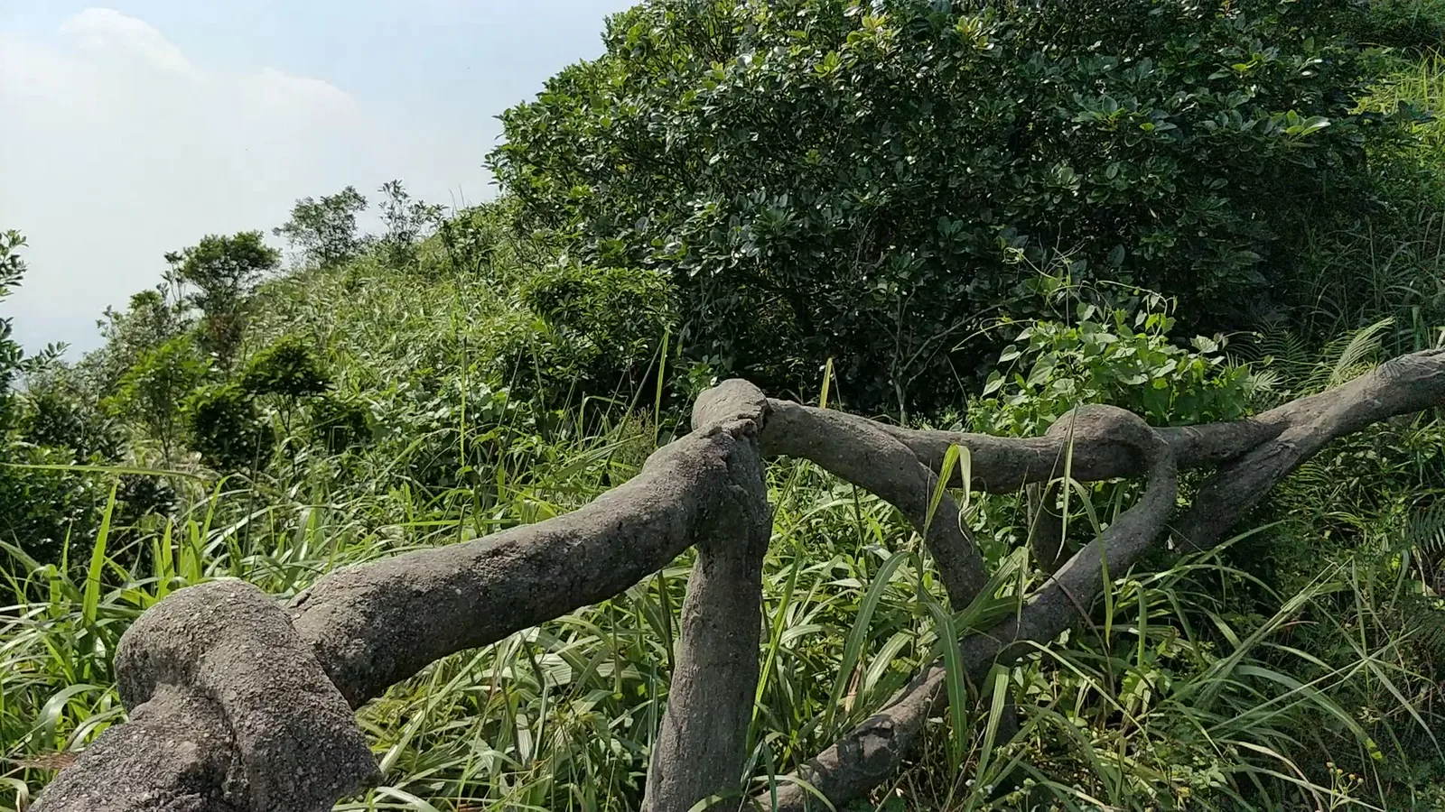 Details at Wutong Mountain Shenzhen — travel photo