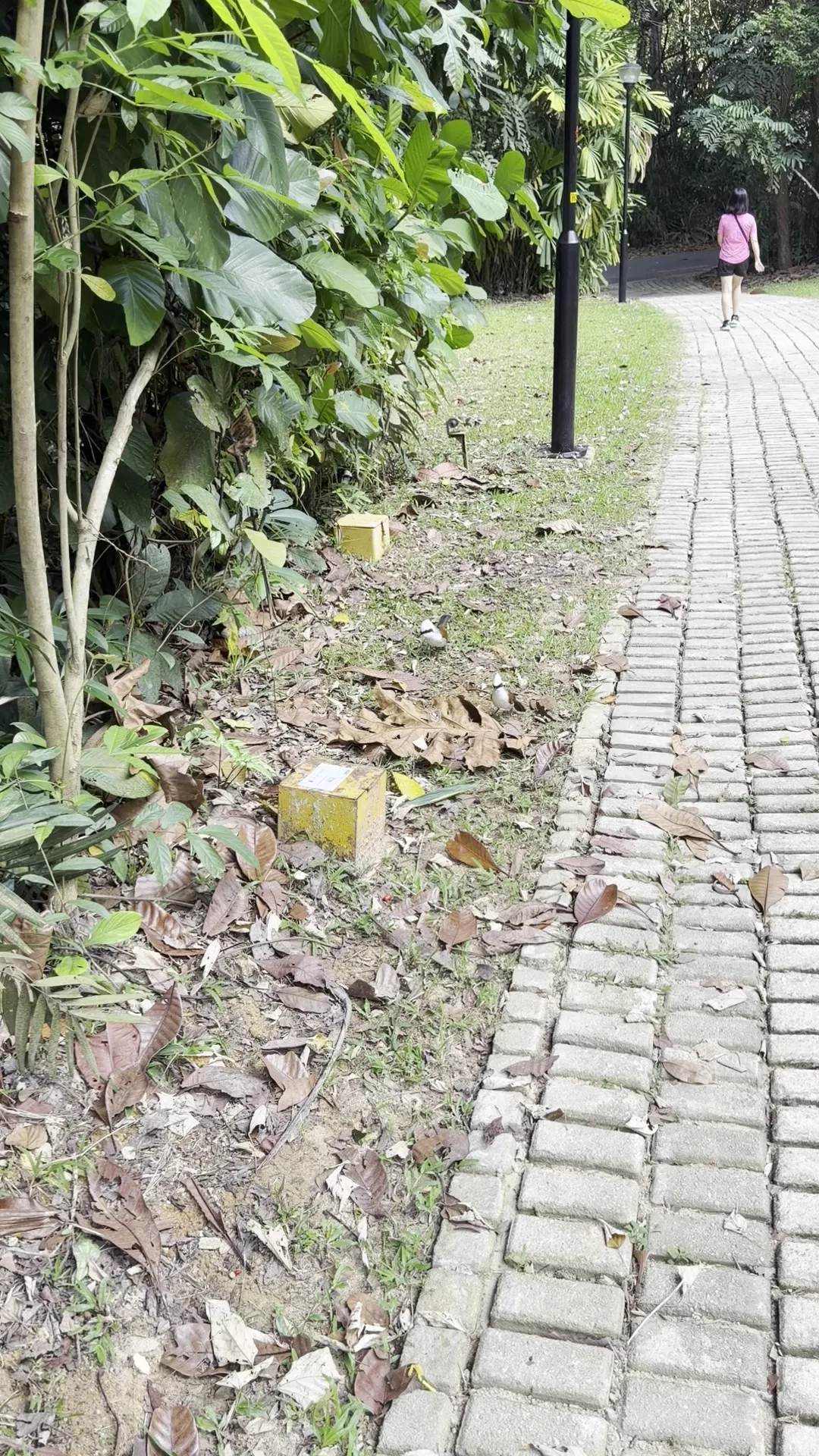 Around the area at Bukit Batok Nature Park Singapore — travel photo