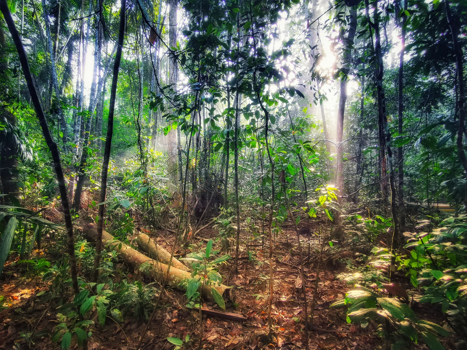 Atmosphere at Lower Peirce Reservoir Park Singapore — travel photo