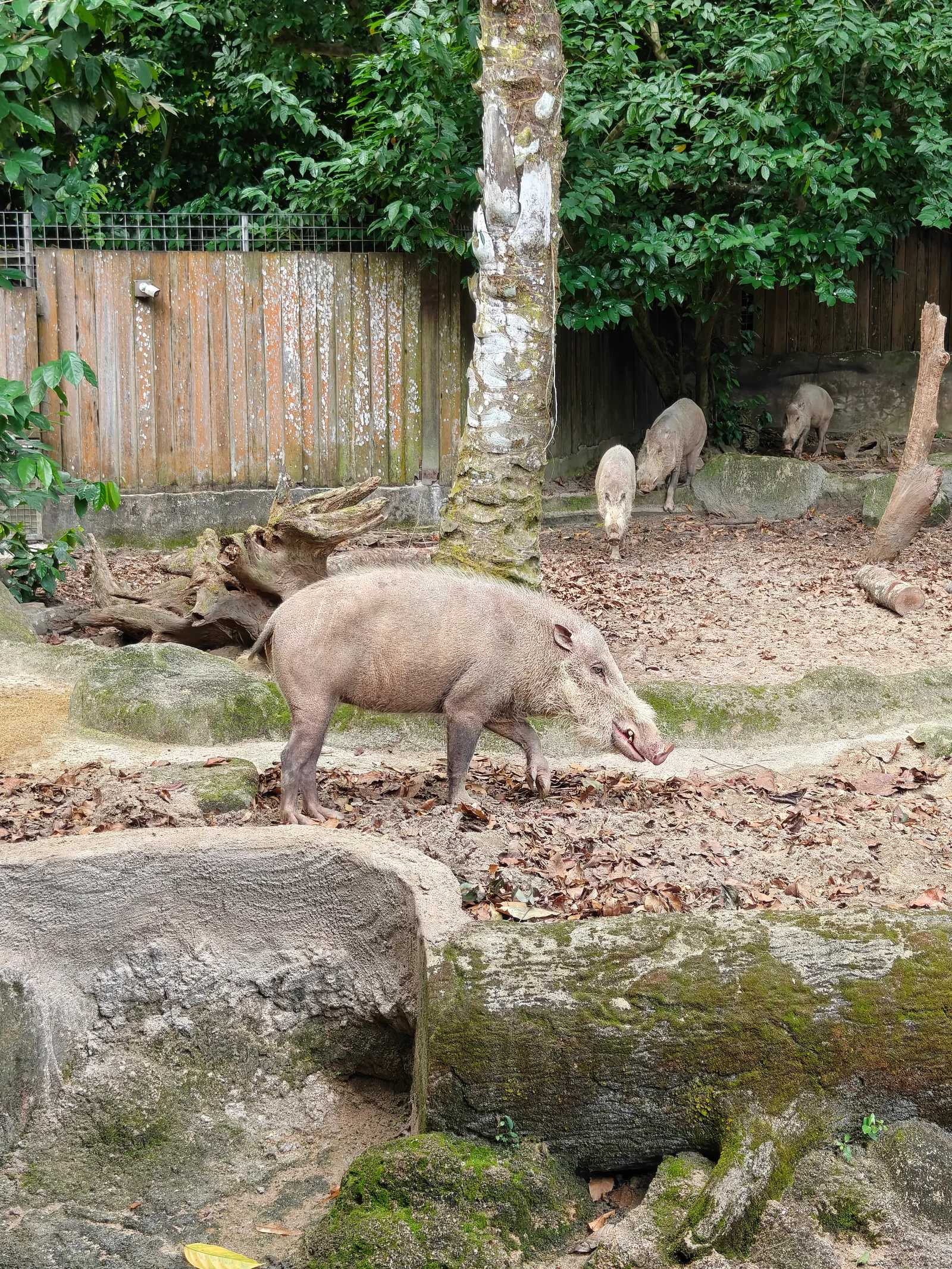 Interior at Singapore Zoo Singapore — travel photo