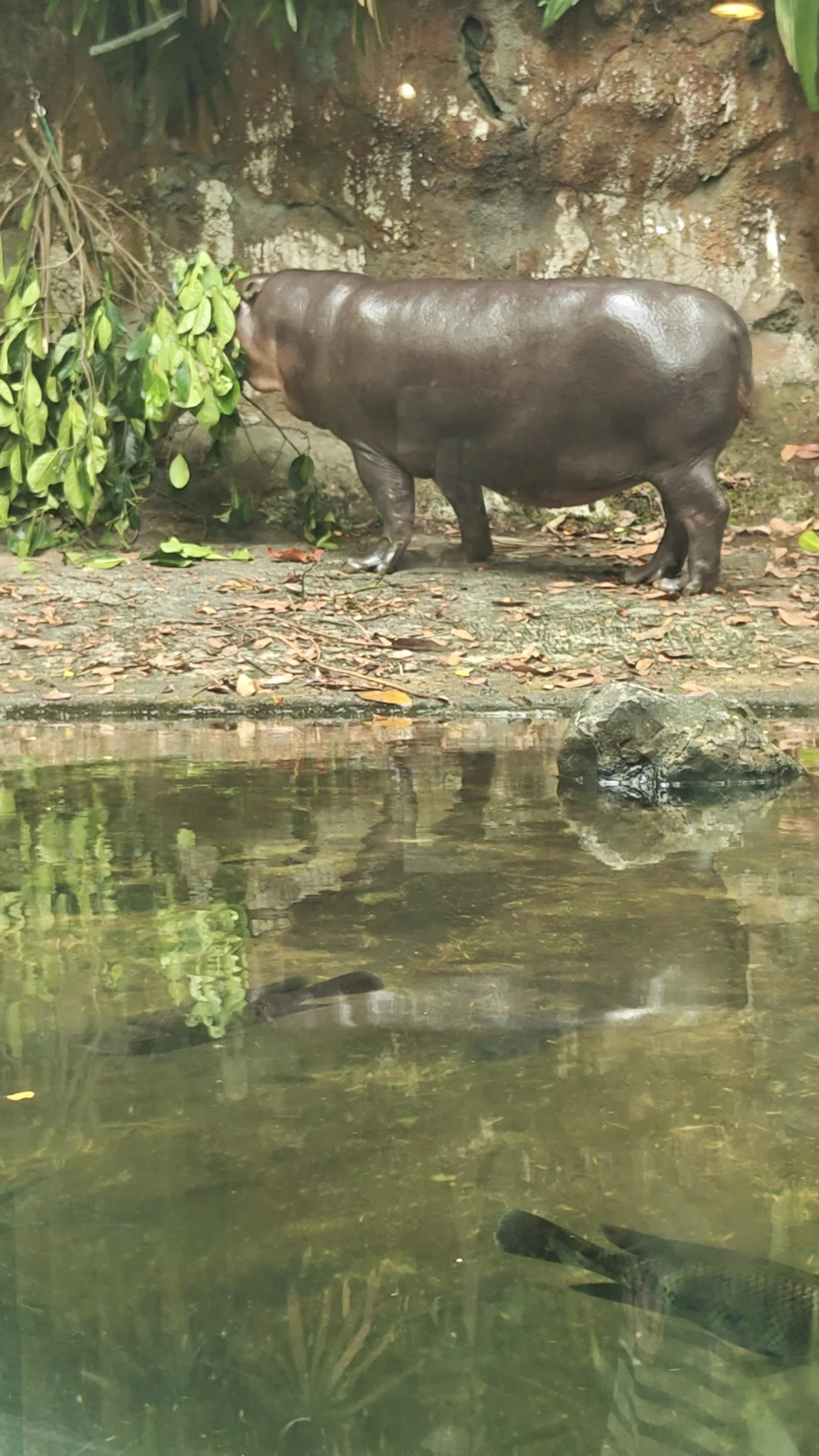 Details at Singapore Zoo Singapore — travel photo