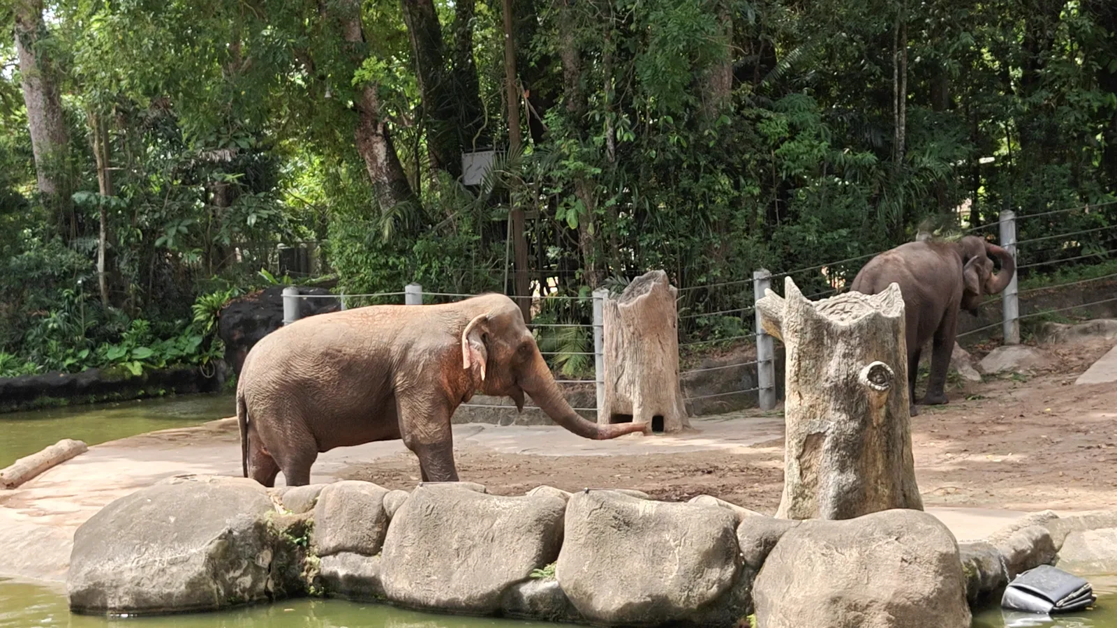 Atmosphere at Singapore Zoo Singapore — travel photo