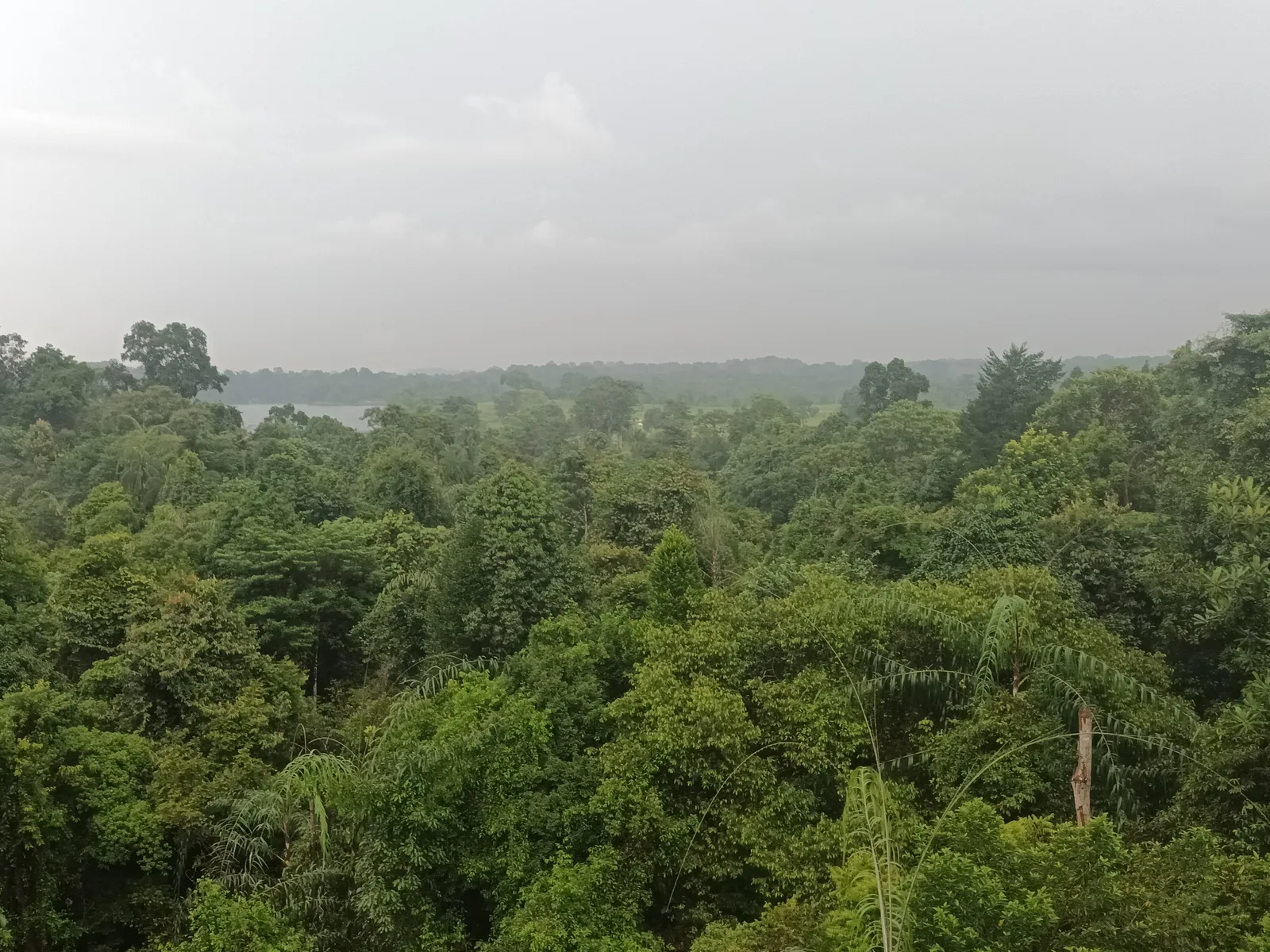 Details at Macritchie Treetop Walk Trailhead Singapore — travel photo